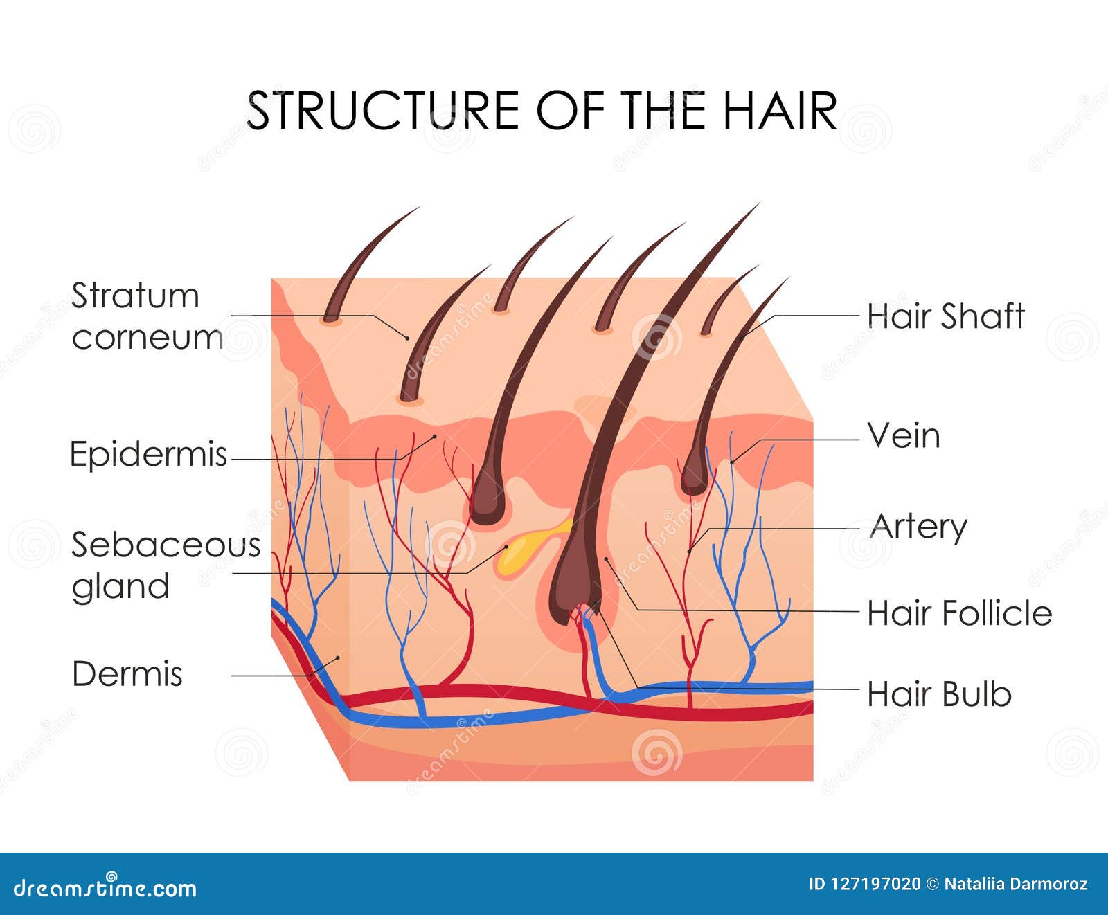 Human Hair Diagram Stock Illustrations 1 228 Human Hair Diagram Stock Illustrations Vectors Clipart Dreamstime