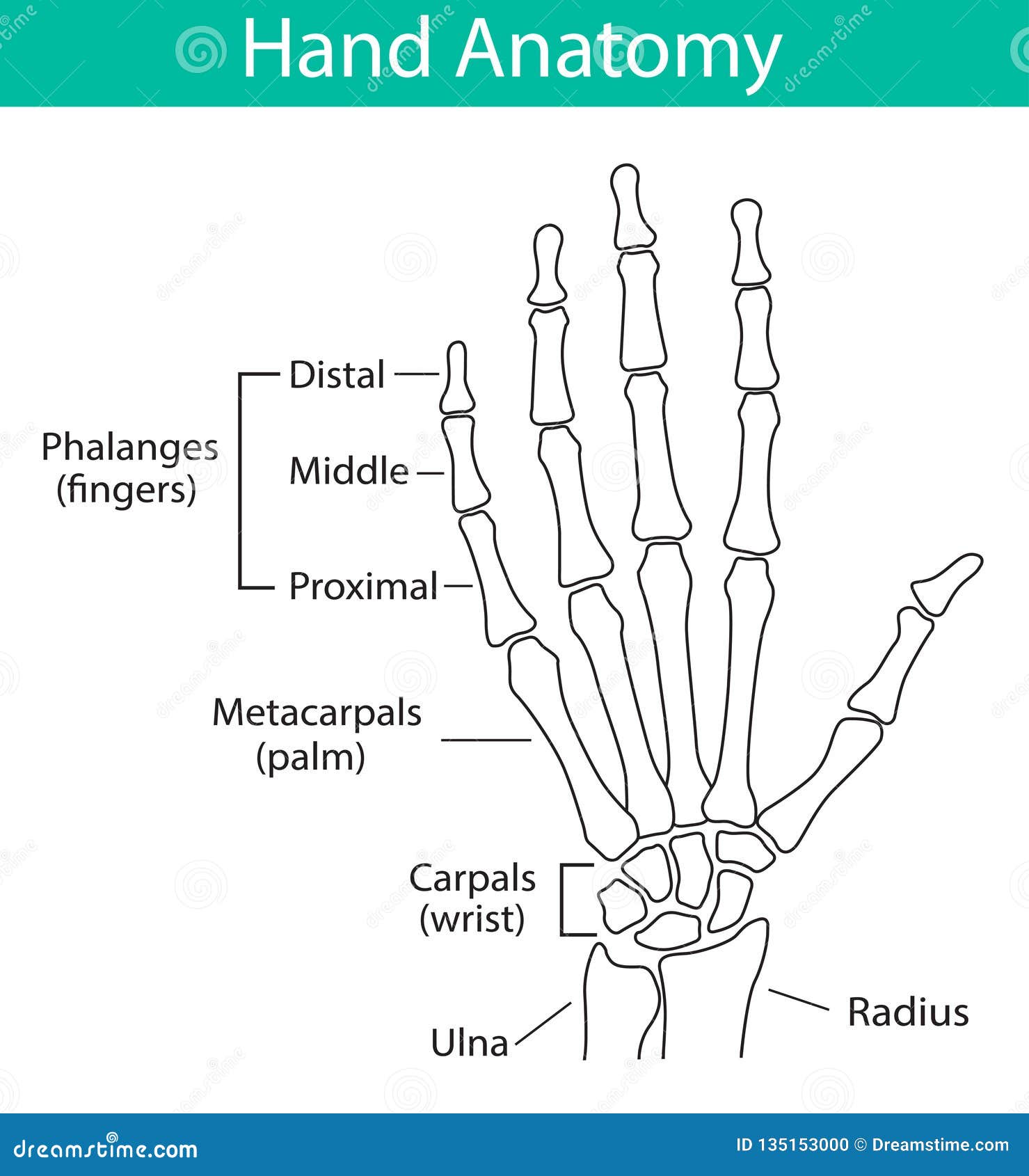 Skeletal Hand Diagram Biology Diagrams