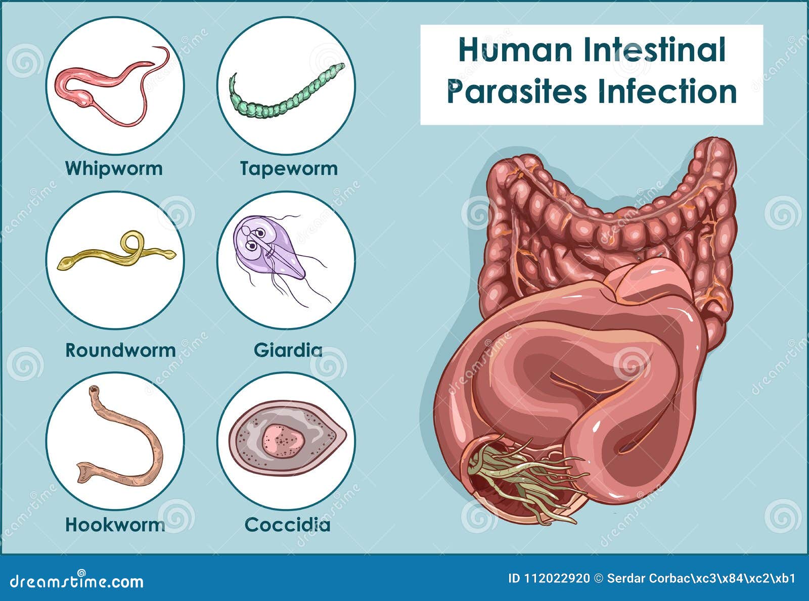 giardia stomach parasite
