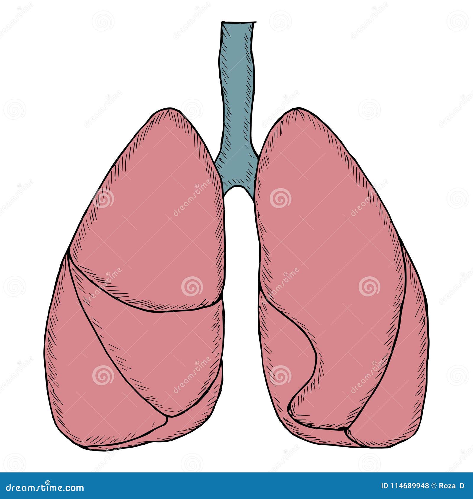 4,100+ Lung Drawing Stock Photos, Pictures & Royalty-Free Images - iStock |  Lungs, Lung sketch, Human lungs