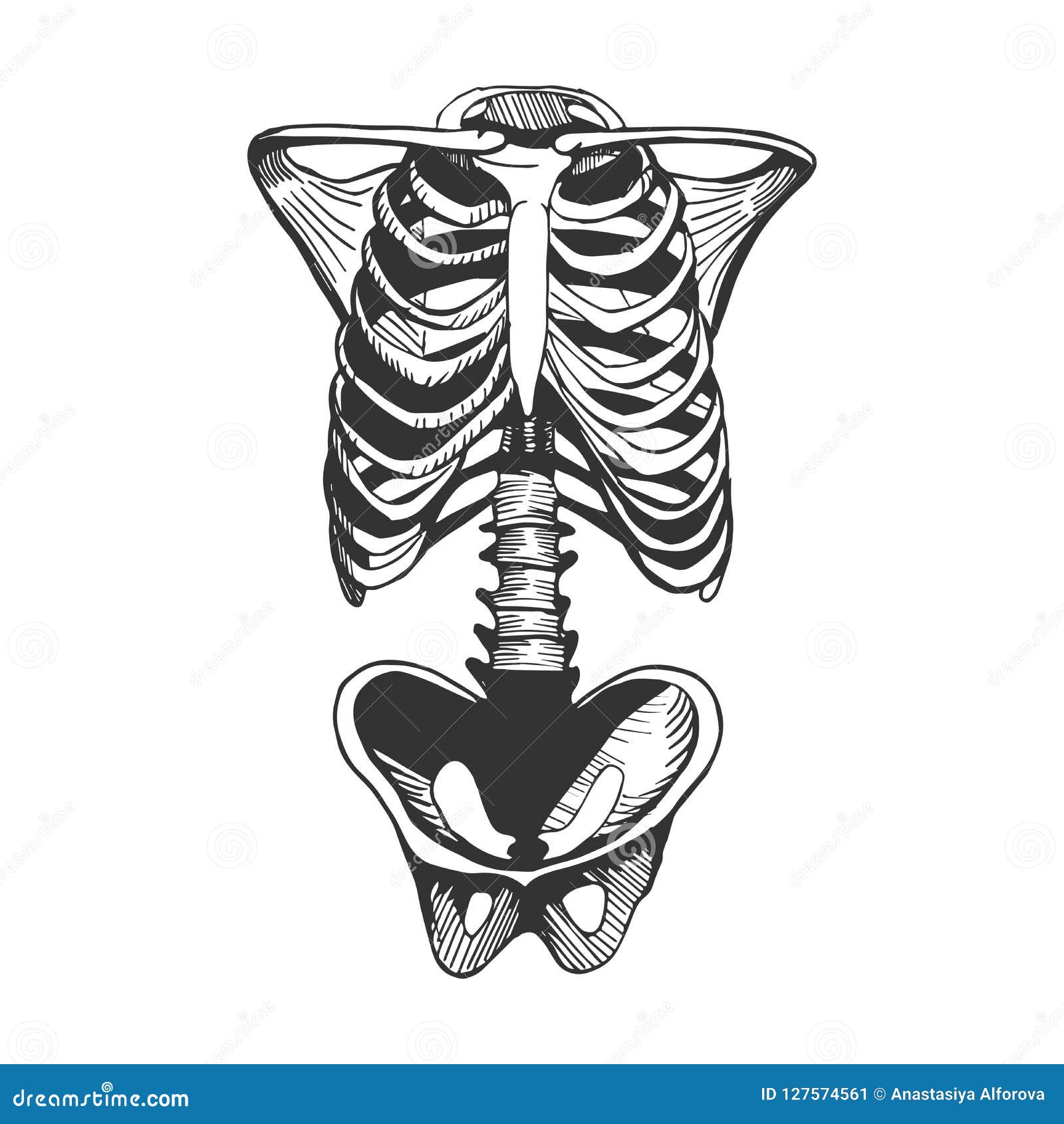 Human Torso Bones Stock Vector Illustration Of Biological 127574561