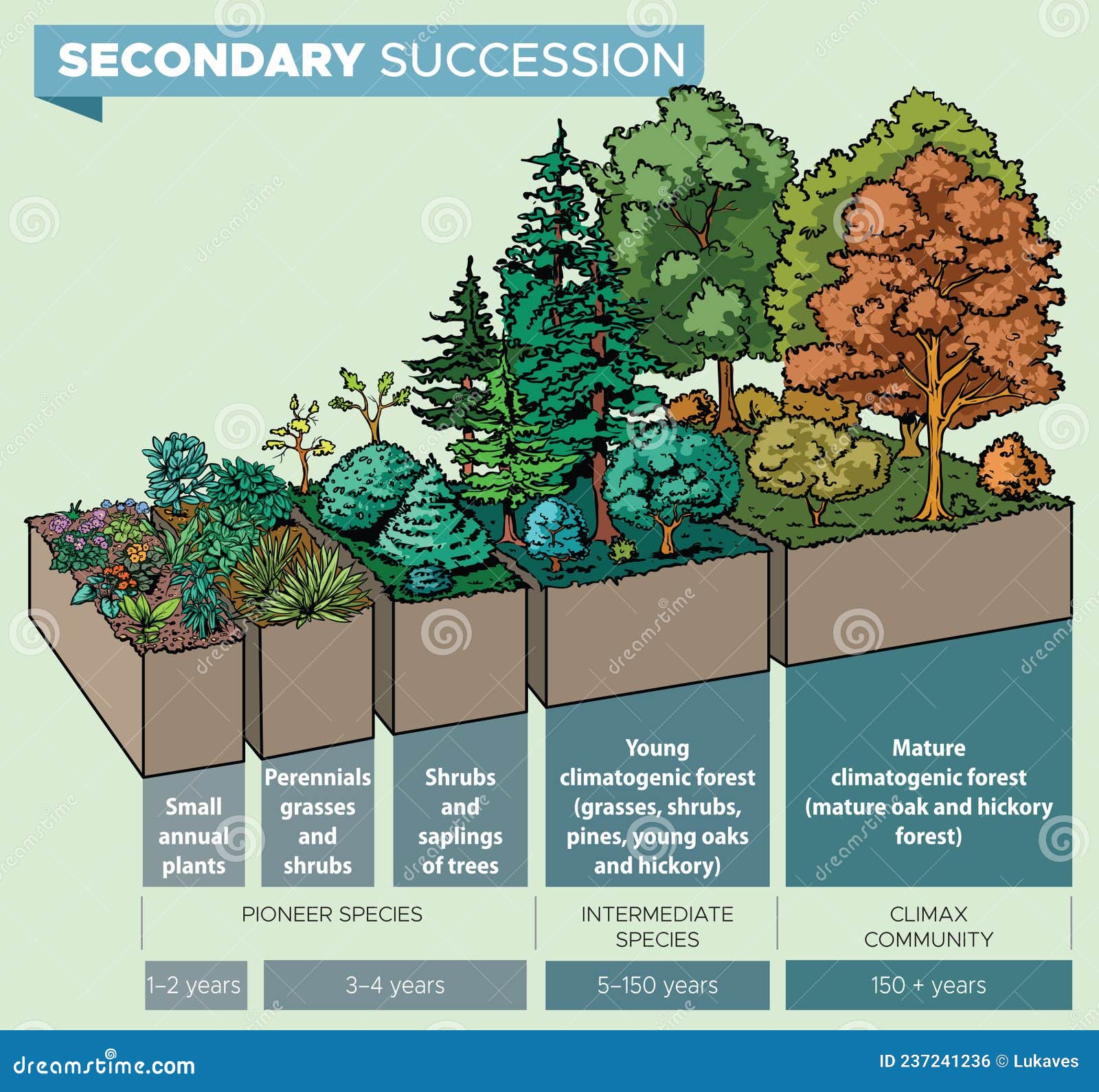 Secondary succession stock vector. Illustration of time - 237241236 Secondary succession stock vector. Illustration of time - 237241236