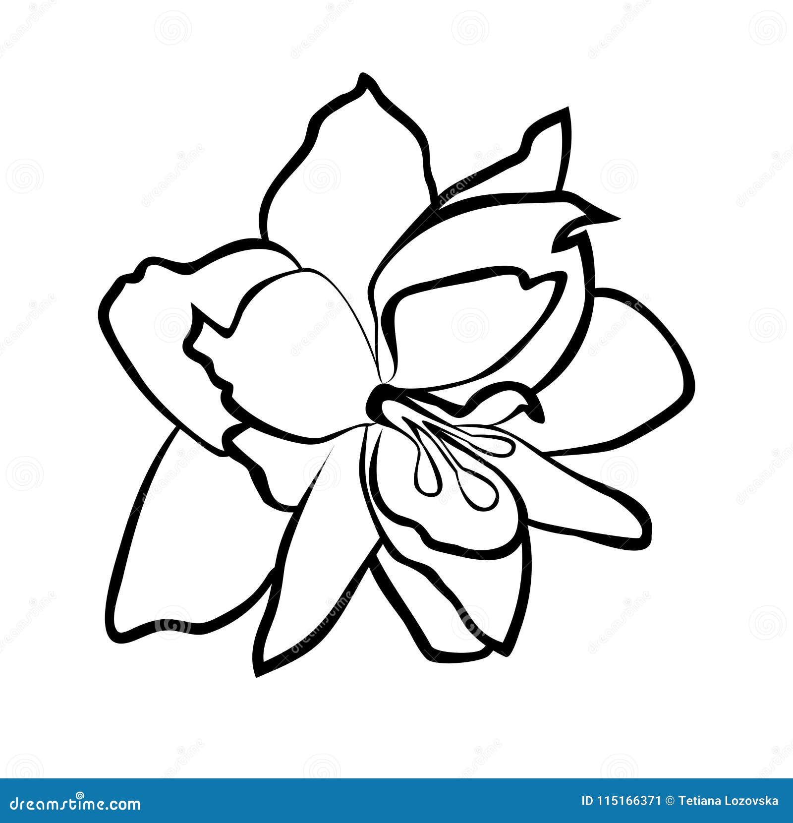 amaryllis flower drawing