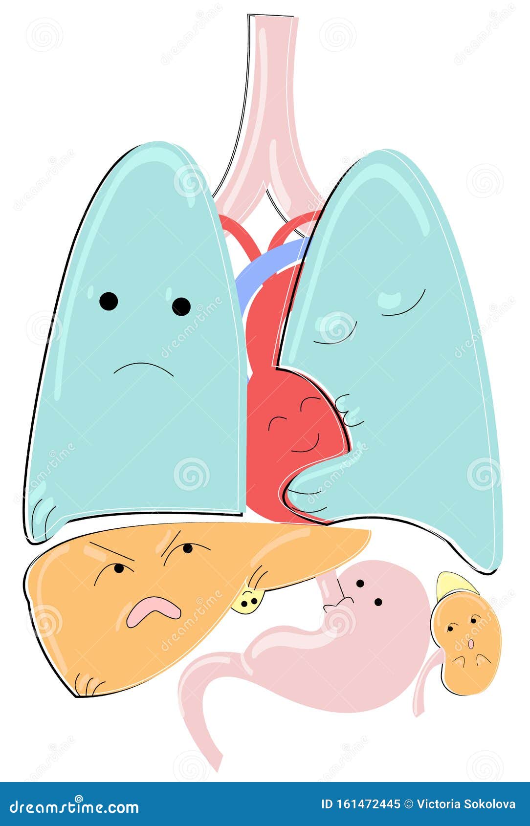   of  cartoon anatomical animated organs such as lungs, heart, stomach, liver with gallbladder