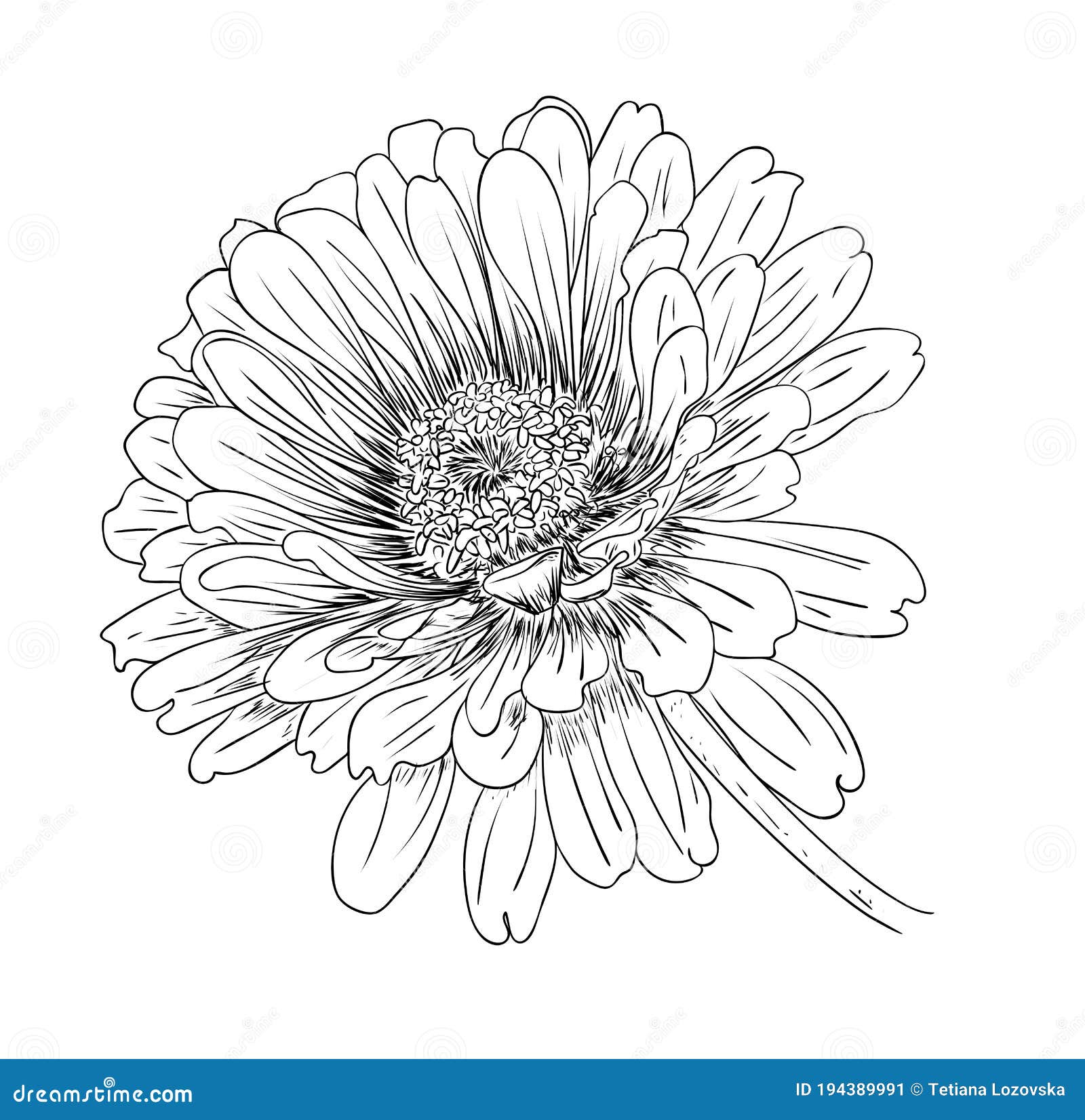 Zinnia Plant Drawing