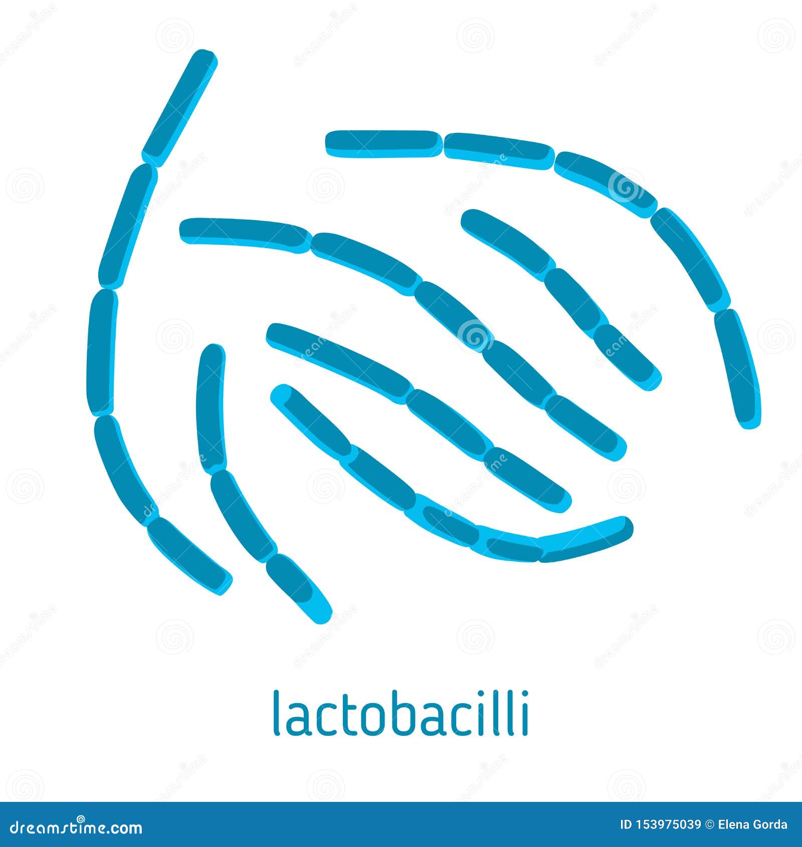   of lactobacilli