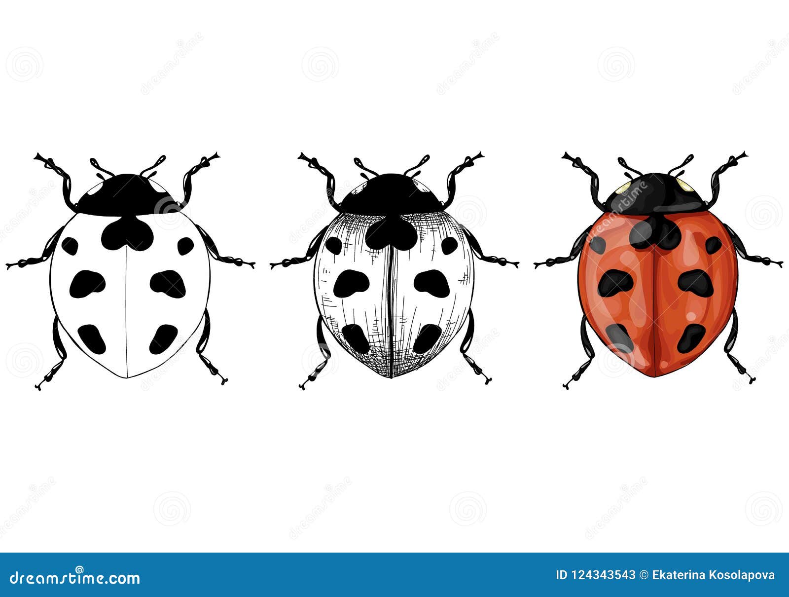 Ladybird Drawing, Black And White Ladybug, white, monochrome png | PNGEgg