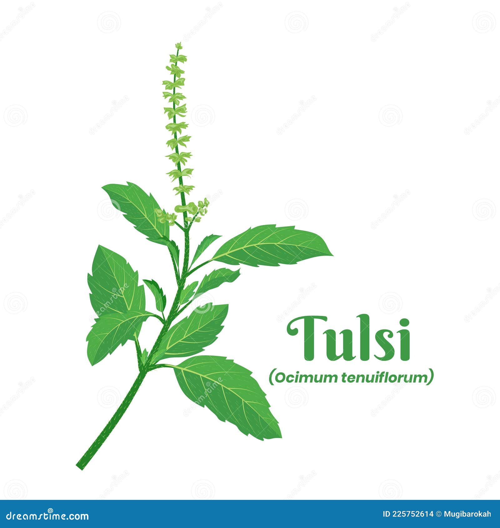 7 Reasons To Keep A Tulsi Plant In Your Home