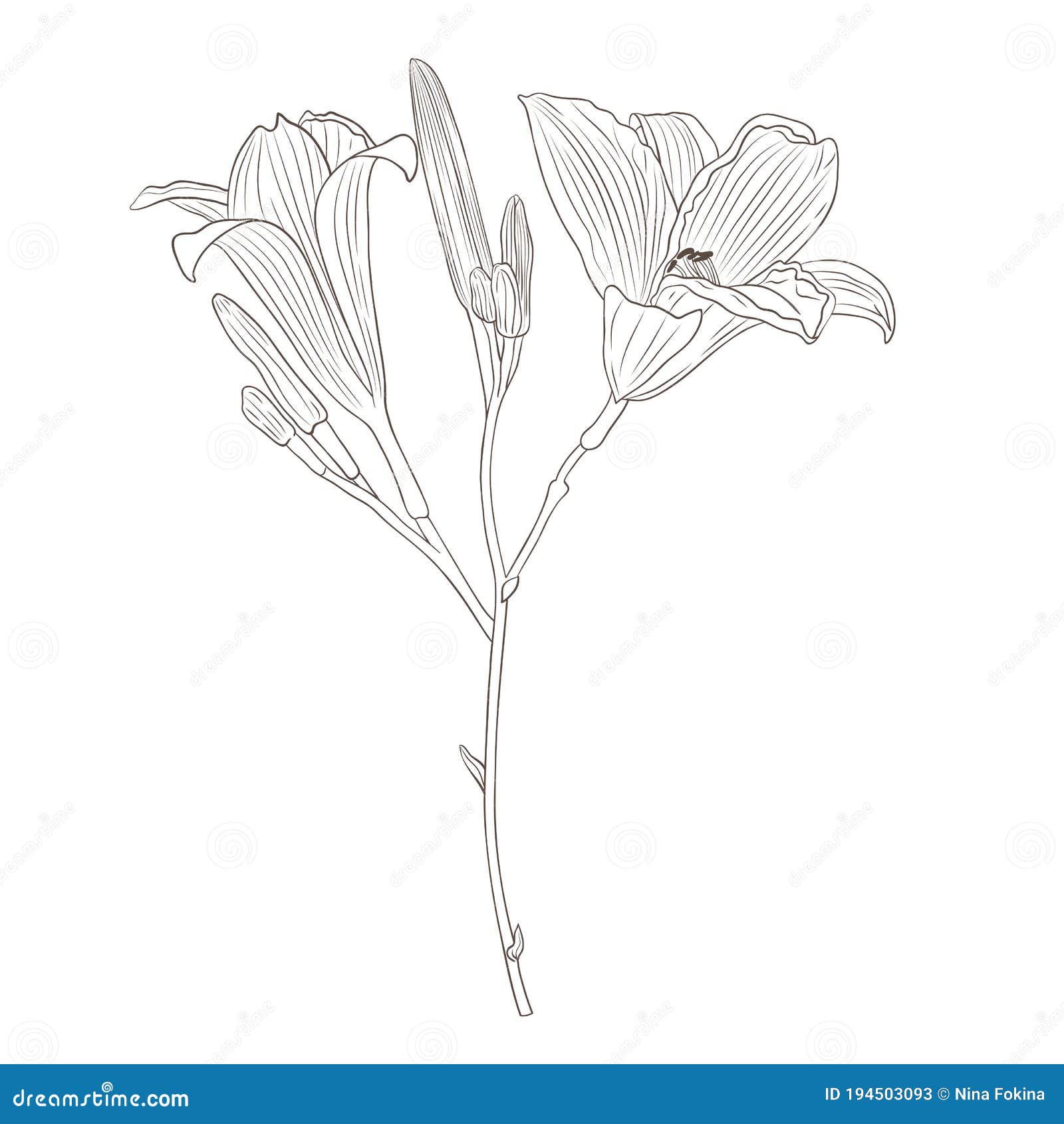 Vector Illustration Lily Flower 20-02 Stock Vector - Illustration of ...