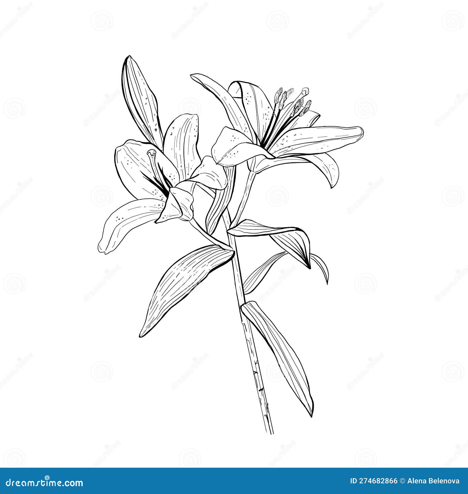 Vector Illustration of a Lily on a White Background. Black Outline of ...