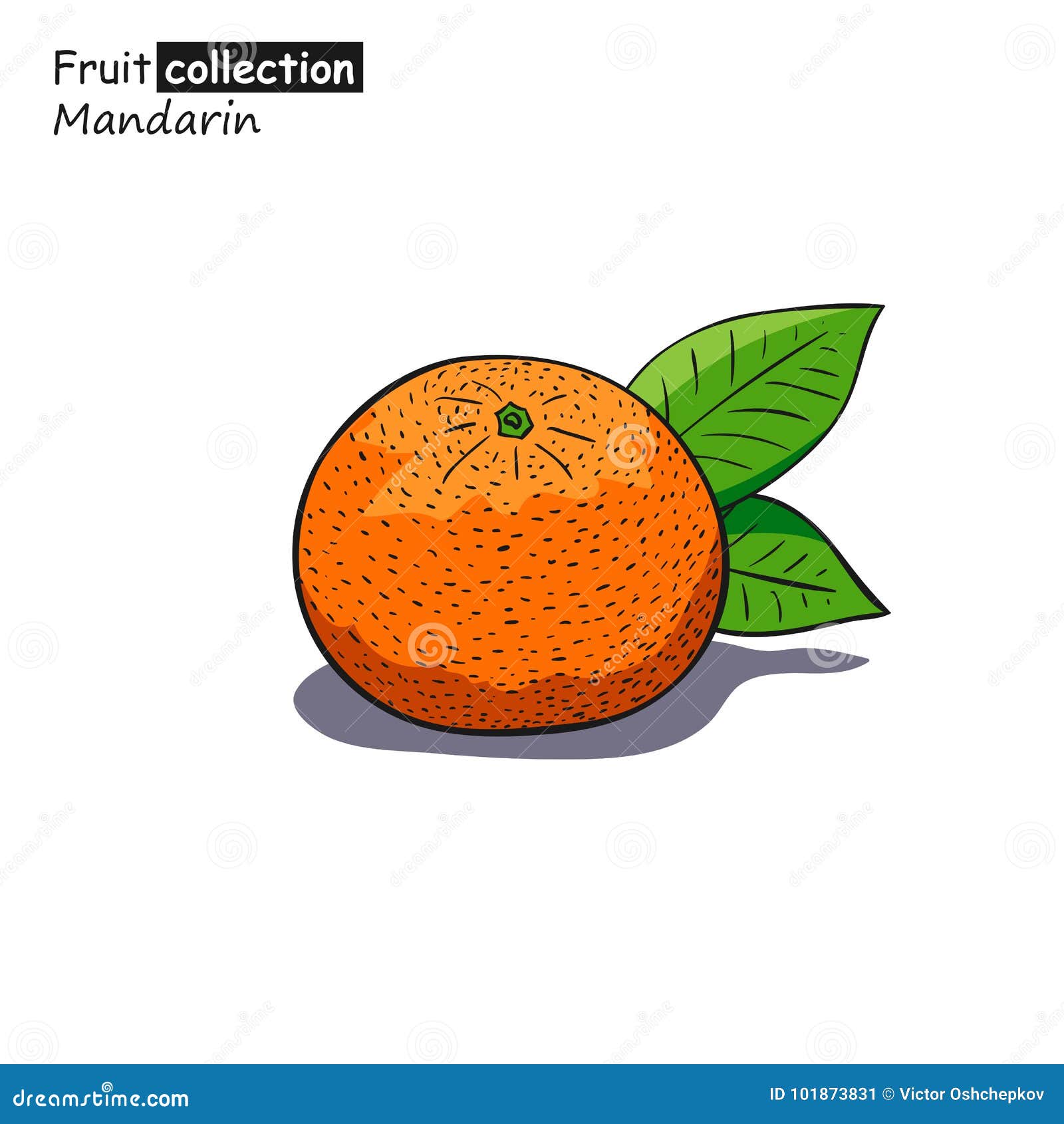 Colored mandarin sketch stock vector. Illustration of hand 101873831