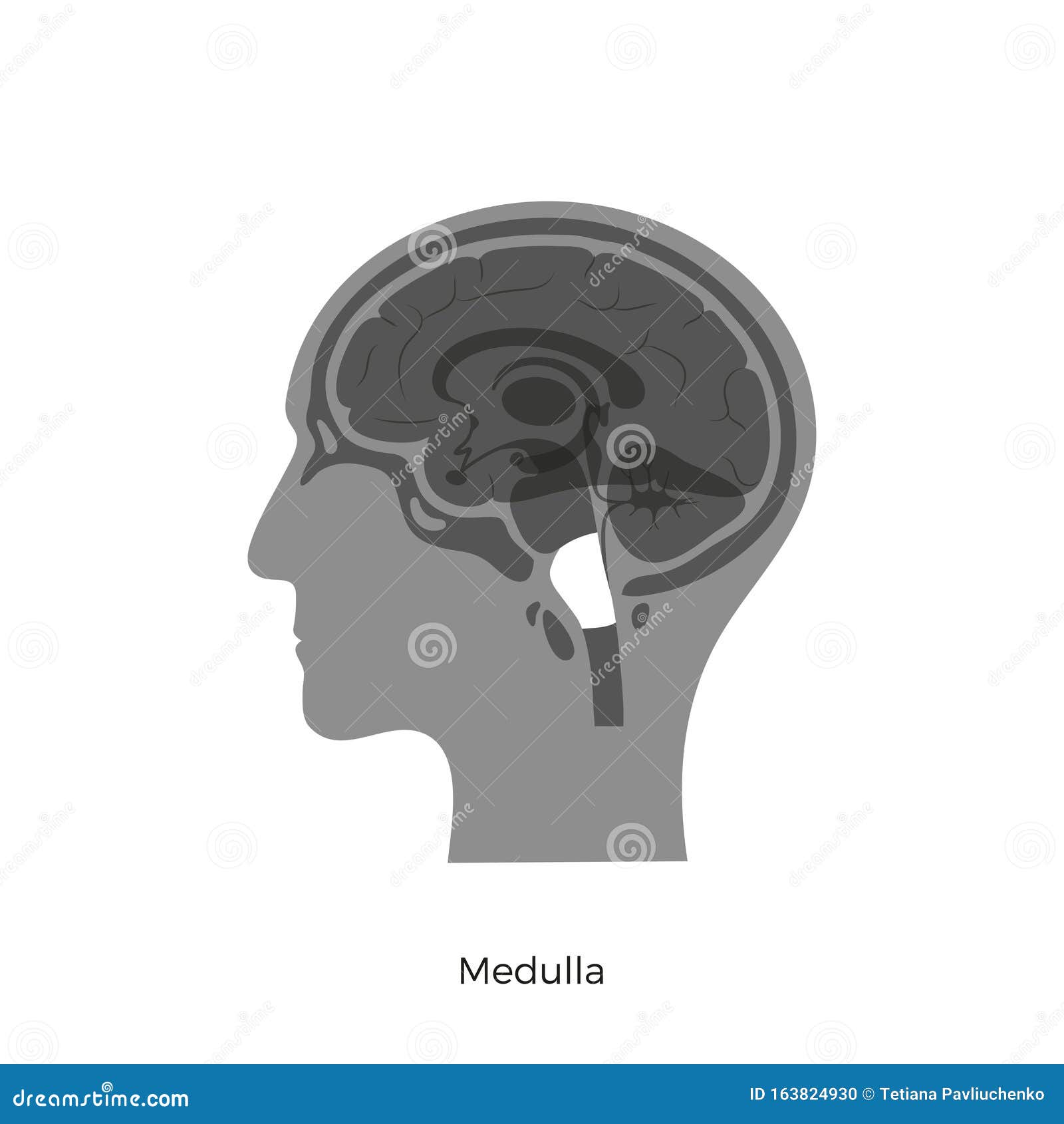   of medulla oblongata