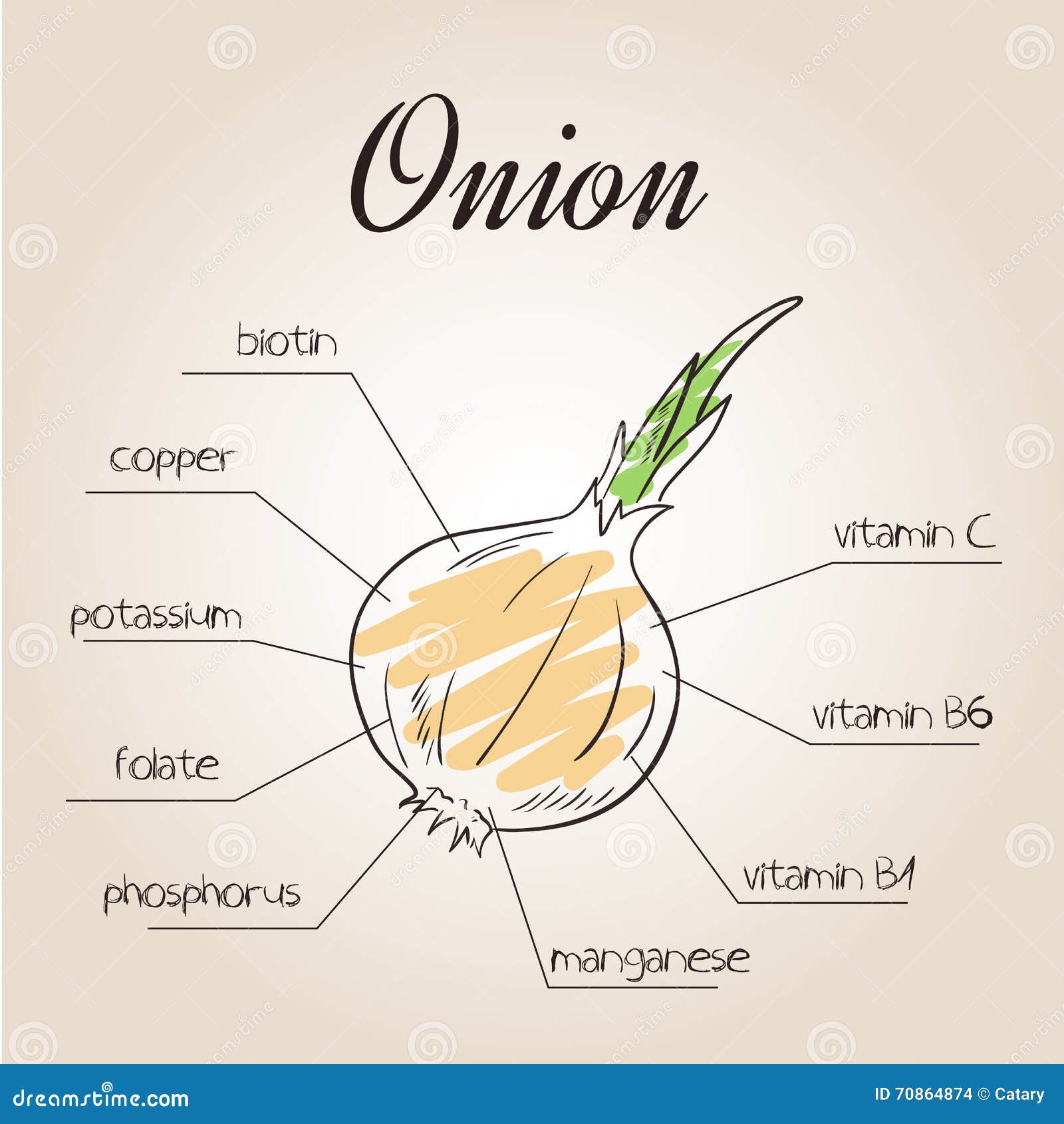 Vector Illustration of Nutrients List for Onion Stock Vector