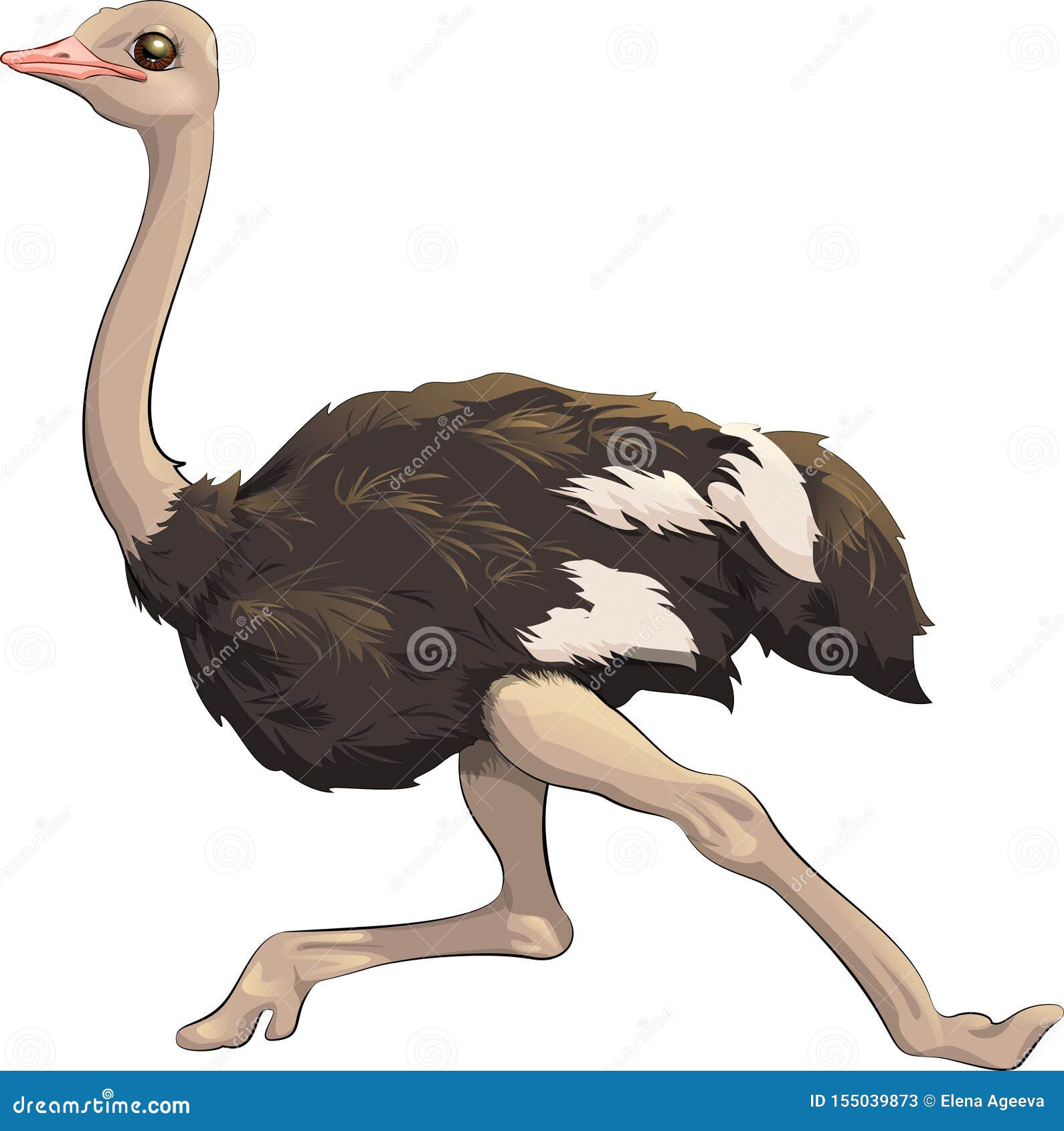 Featured image of post Running Ostrich Vector : Download 270+ royalty free ostrich running vector images.