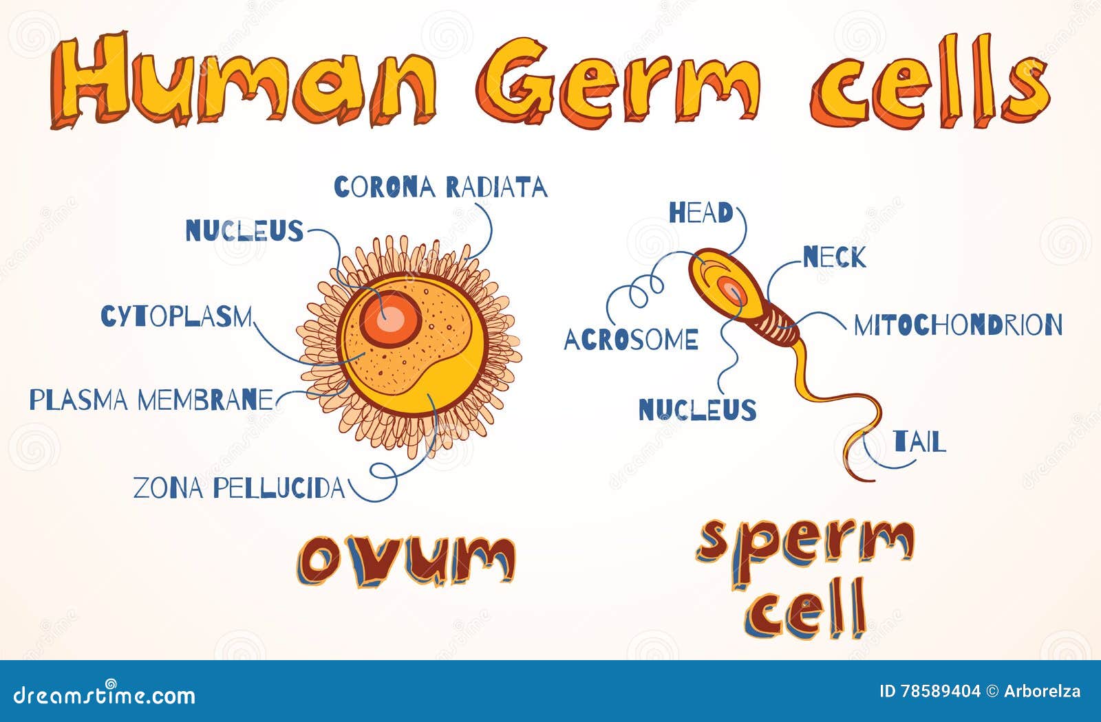   of ovum and sperm cell