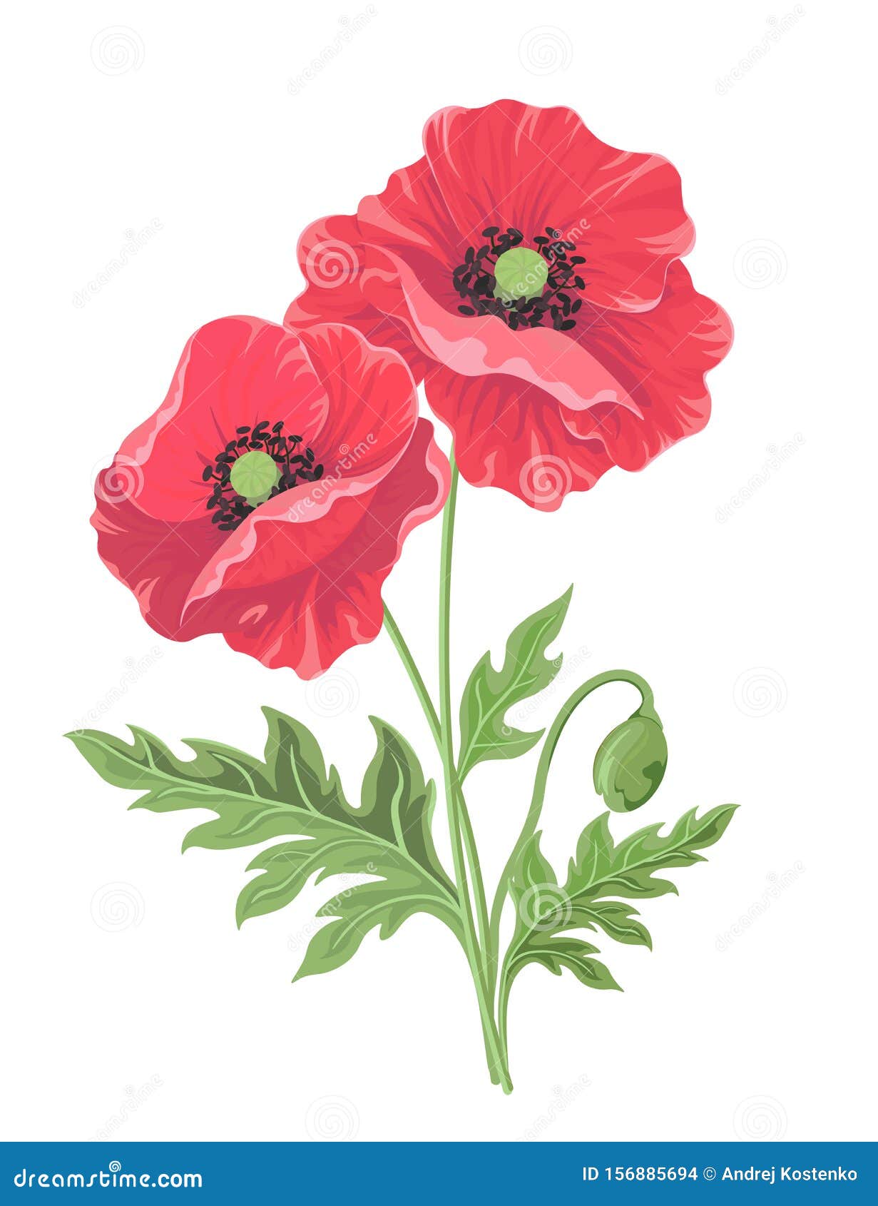 Vector Illustration. a Pair of Poppy Flowers with Bud and Leaves ...