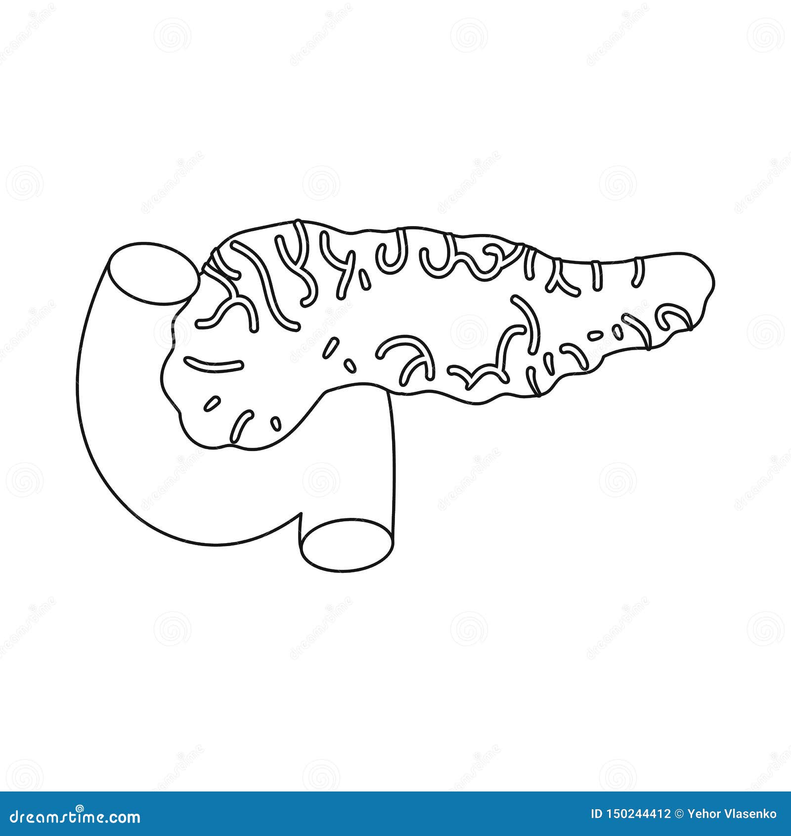 Draw neat labeled diagram of the pancreas with their associated structures.