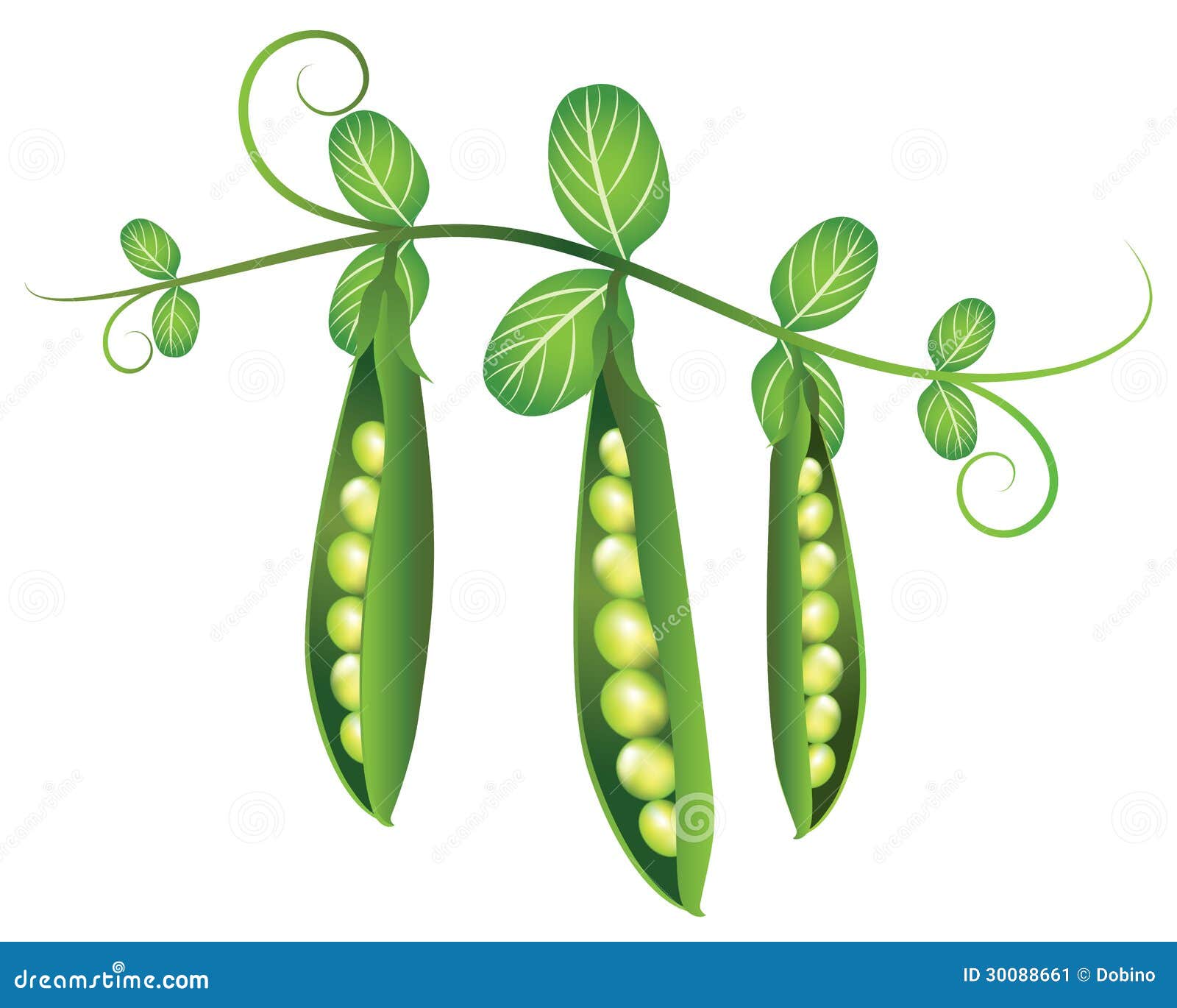Green peas: pods and leaves. Color vector illustration drawn with black  outlines isolated on white background. | Color vector, Plant drawing,  Illustration