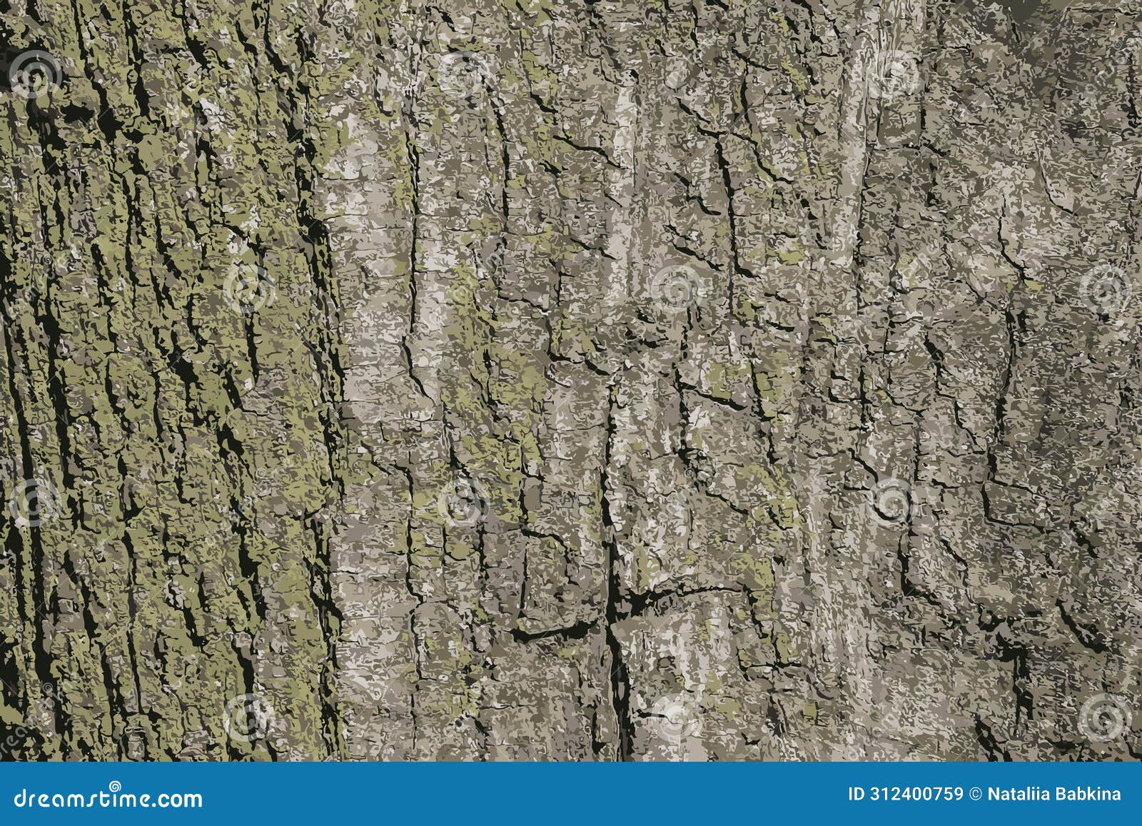   of quercus coccinea bark background. oak bark texture