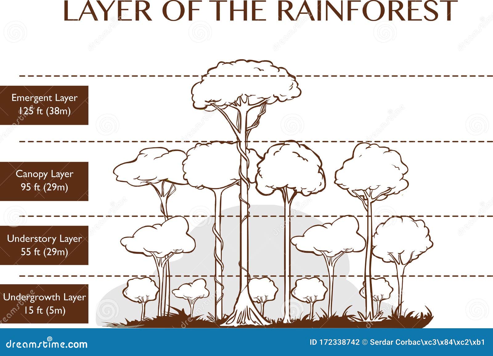   of the rainforest layers