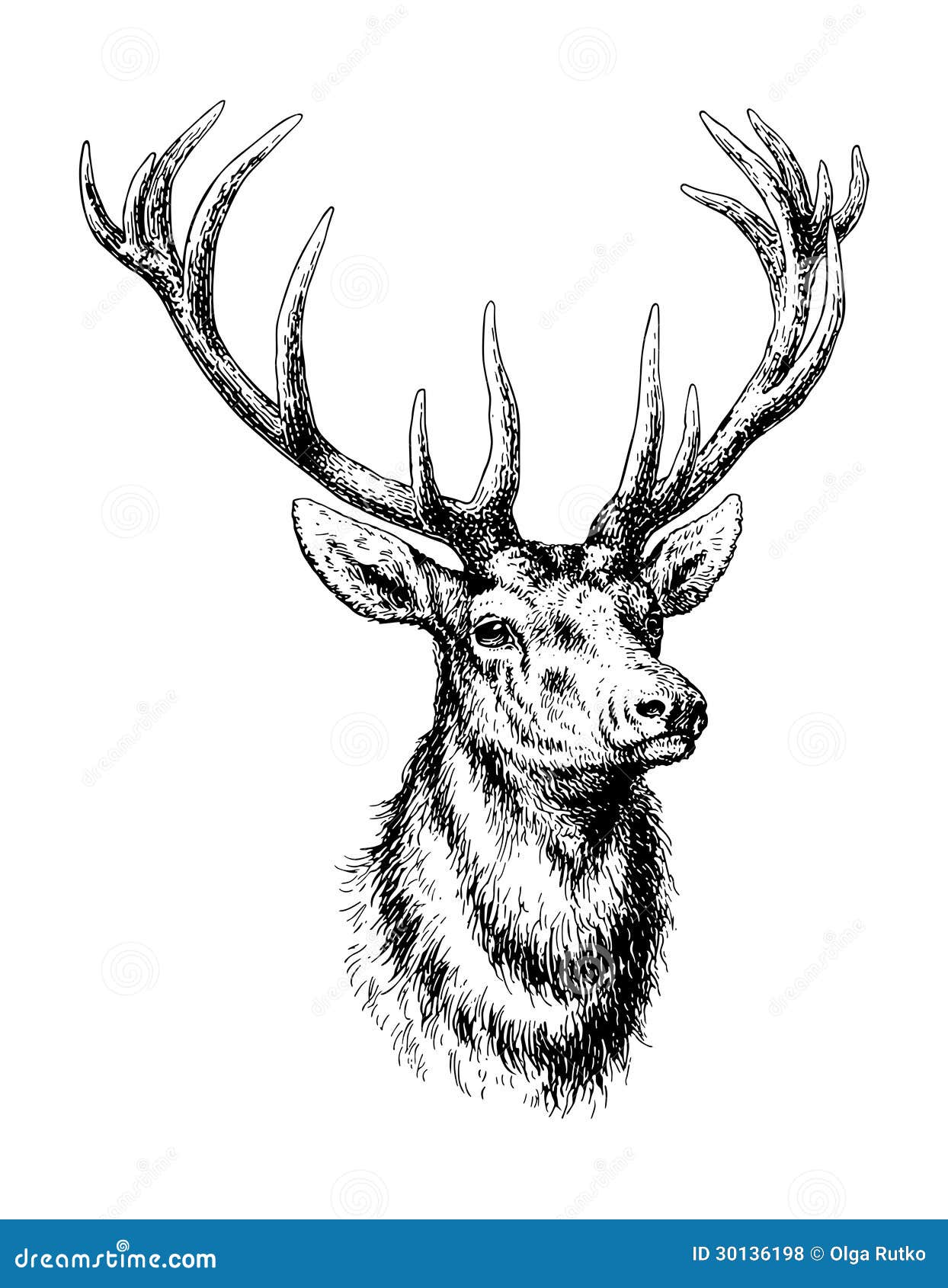 deer