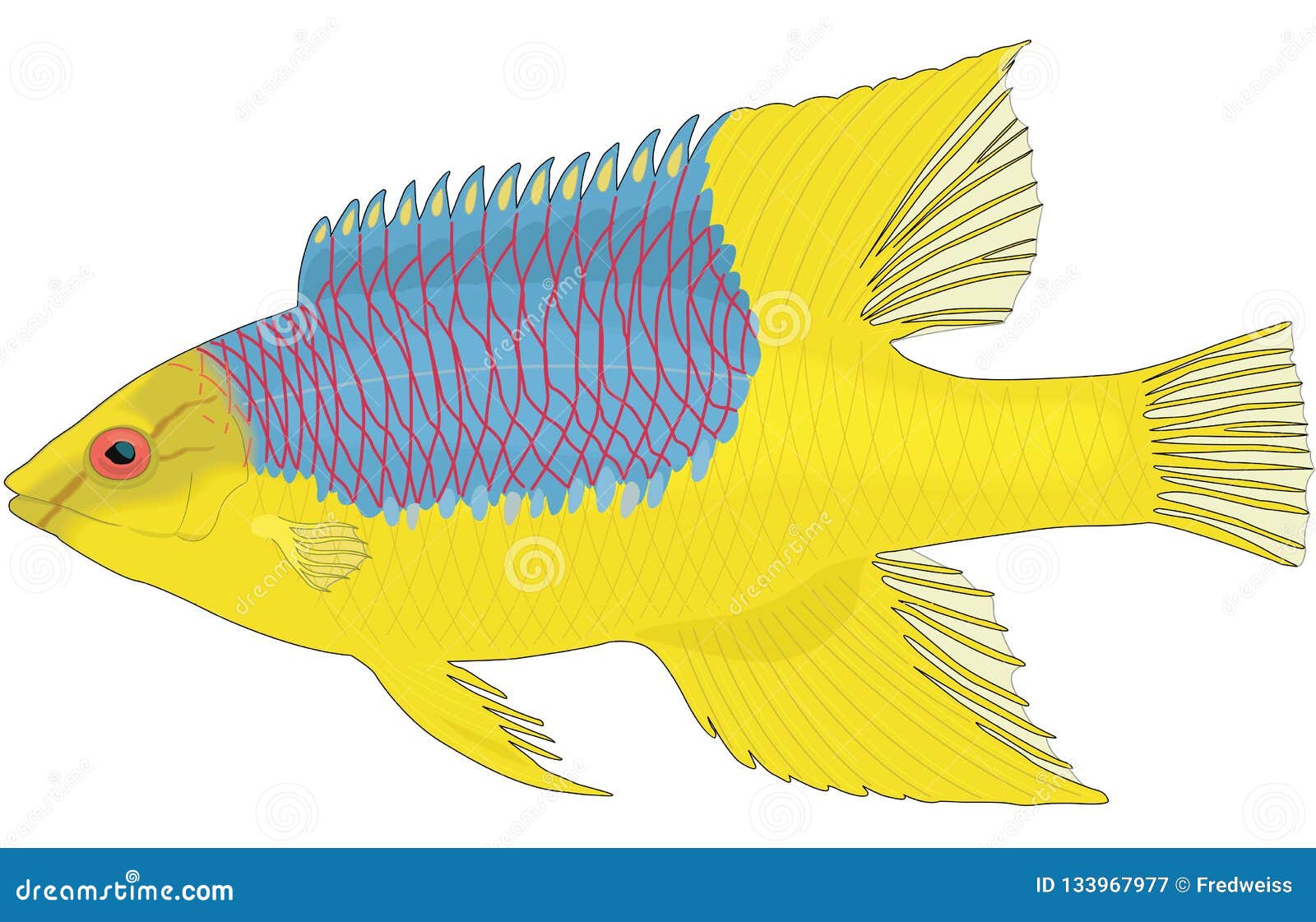 Spanish Hogfish Illustration Cartoon Vector 133967977