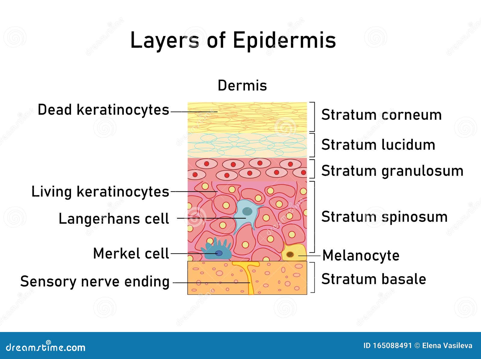   with structure of dermis for medical and educational pictures 