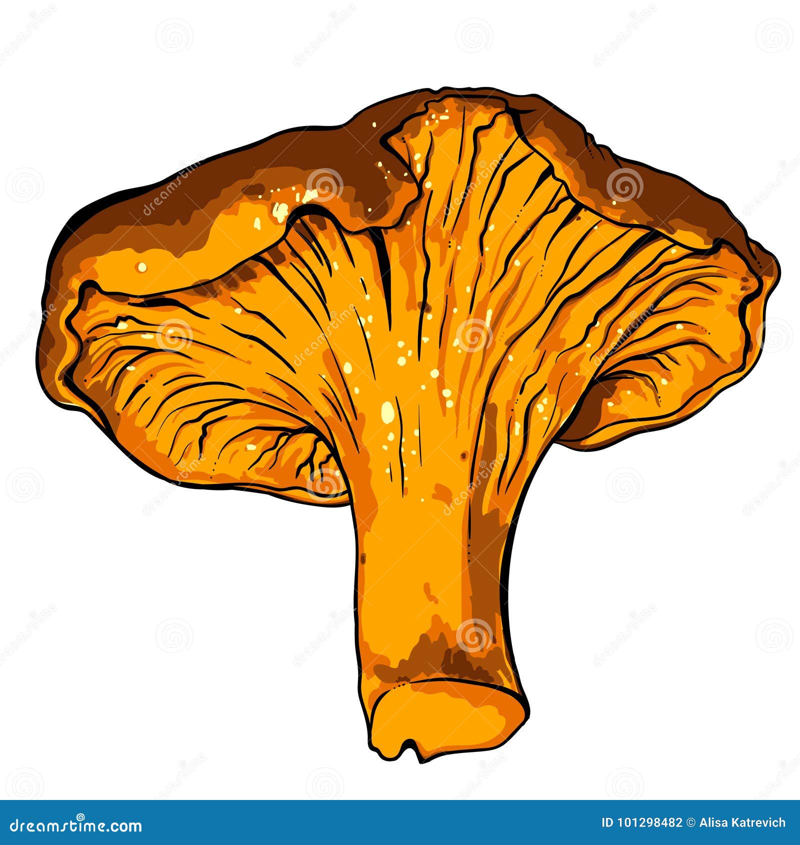 Vector Illustration of Various Fungi Chanterelle Stock Vector ...