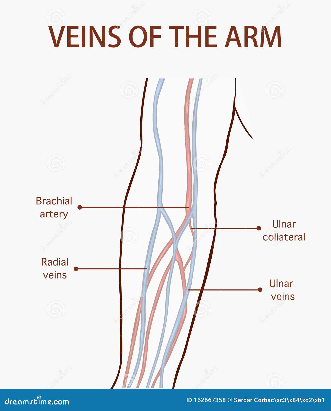 upper arm veins