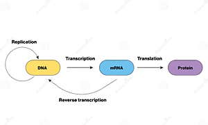 The Central Dogma Of DNA Vector Illustration CartoonDealer 249550600