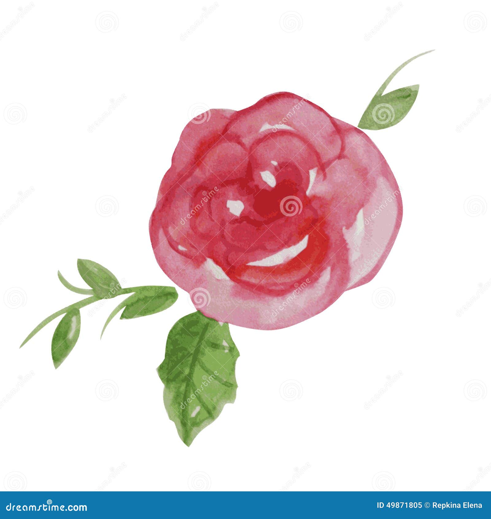 Download Vector Illustration Watercolor Rose Flower Stock Vector - Illustration of green, celebration ...