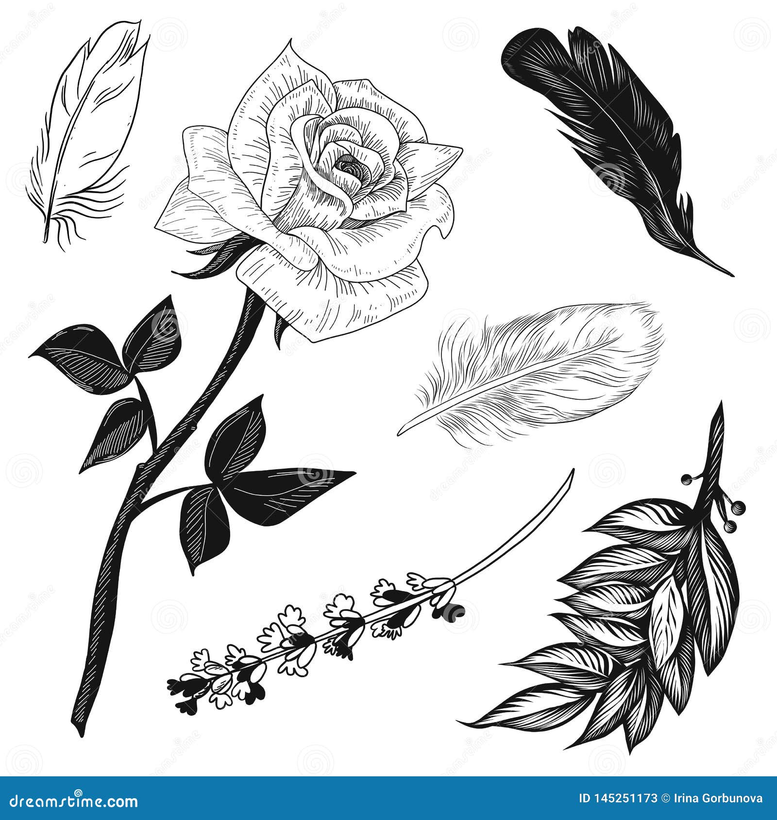 Vector Illustratione Rose, Lavender, Feathers And Bay Leaves Set Black