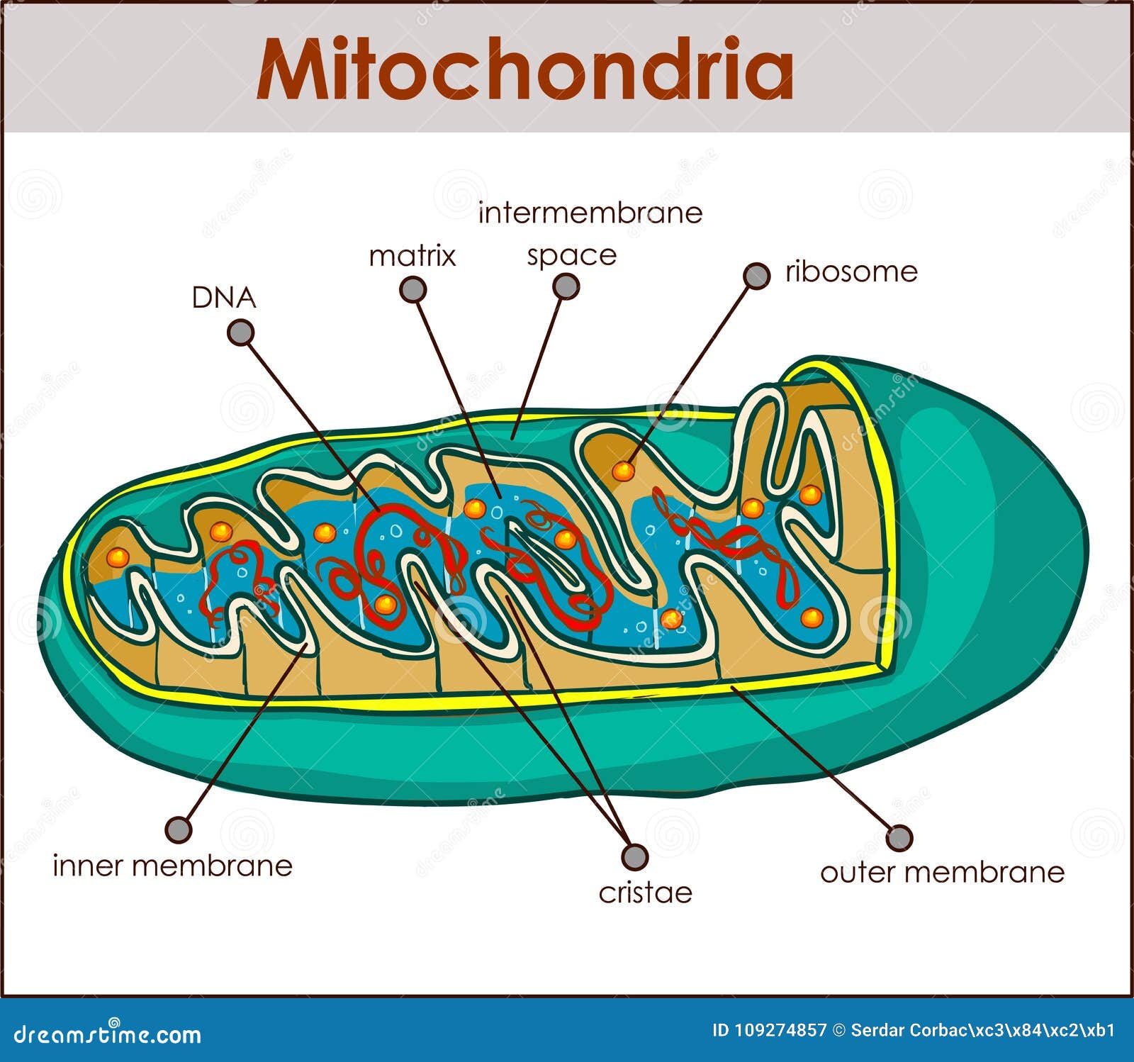  illustrator of cross section of mitochondria