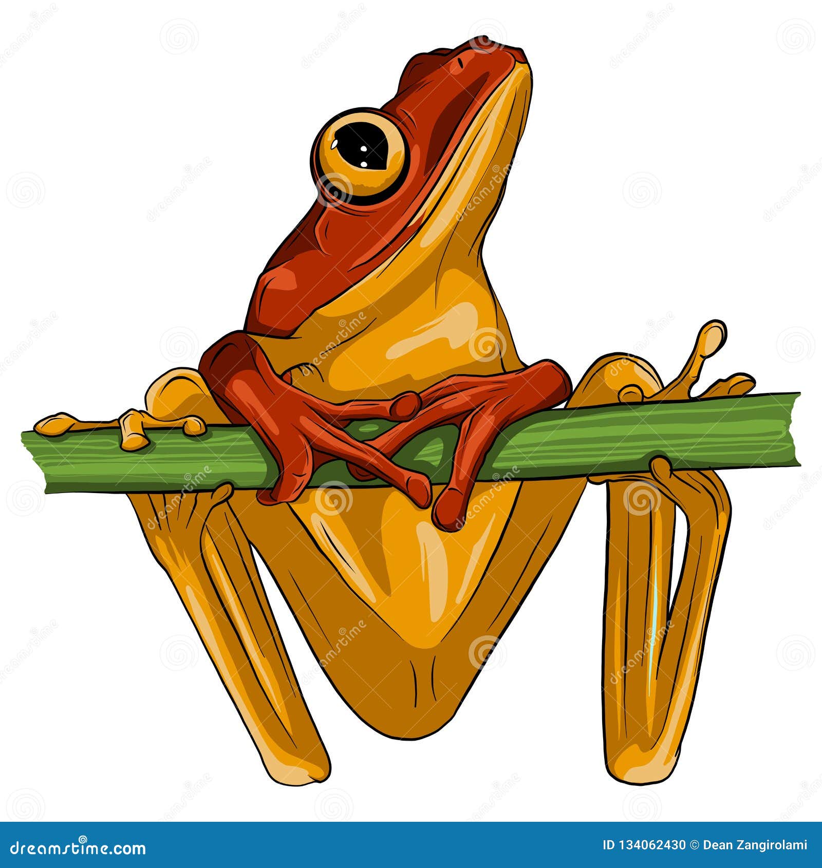 Coqui Cartoons, Illustrations & Vector Stock Images 21 Pictures to