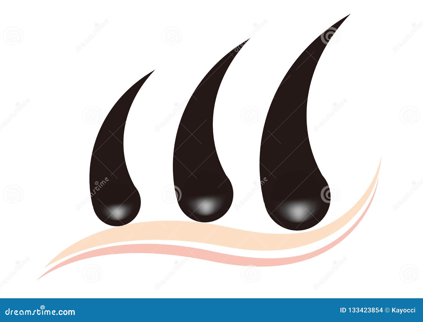 Vector Image Material of Hair Follicle Stock Vector - Illustration of