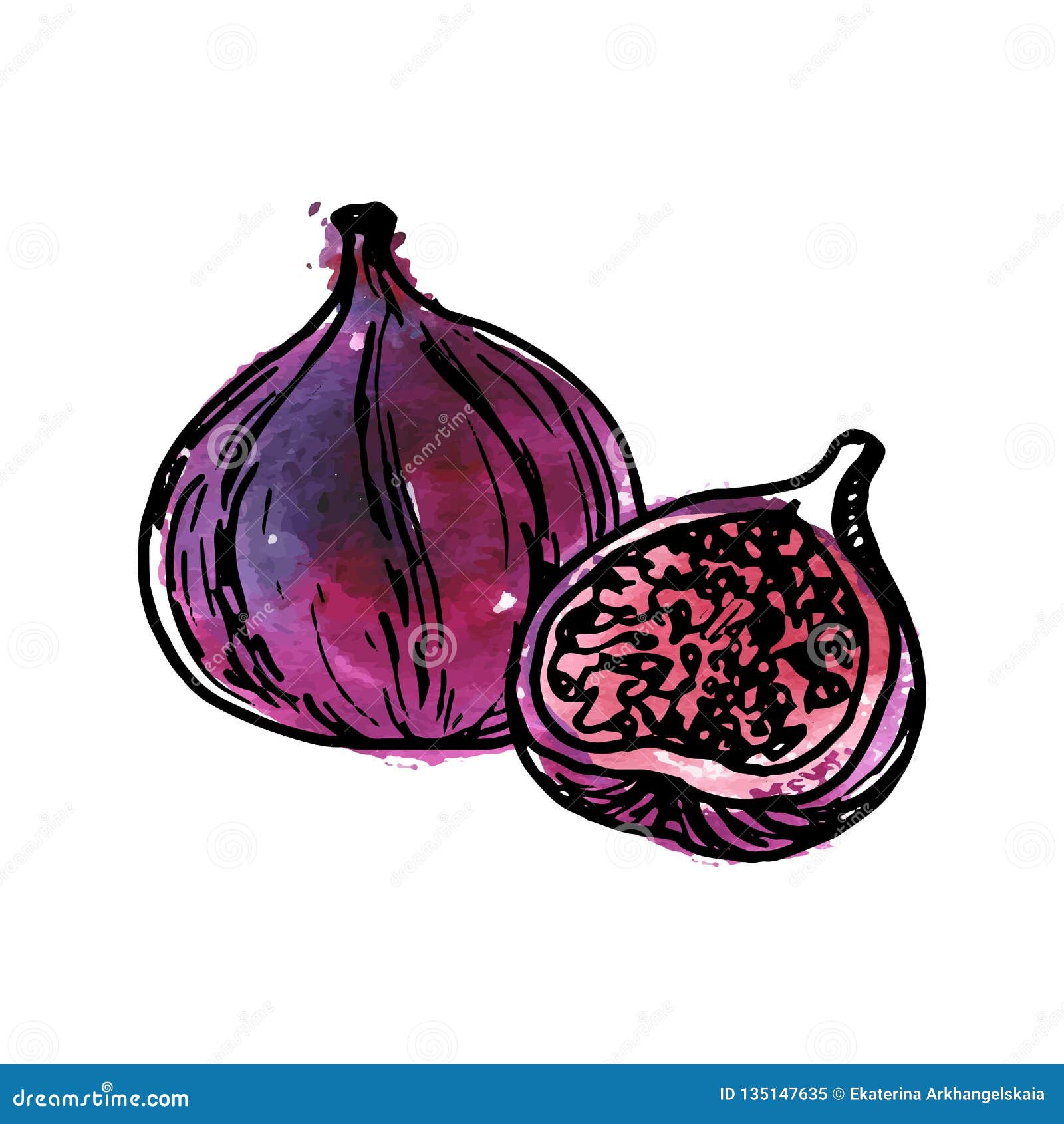 Premium Vector  Fig drawing ripe fruit sketch color doodle