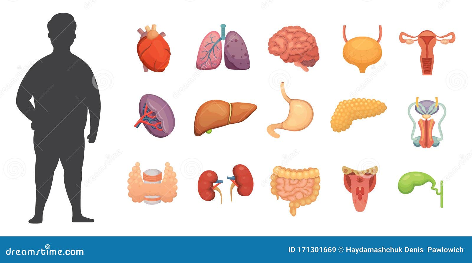 Vector Internal Organs Collection In Cartoon Style Anatomy Of