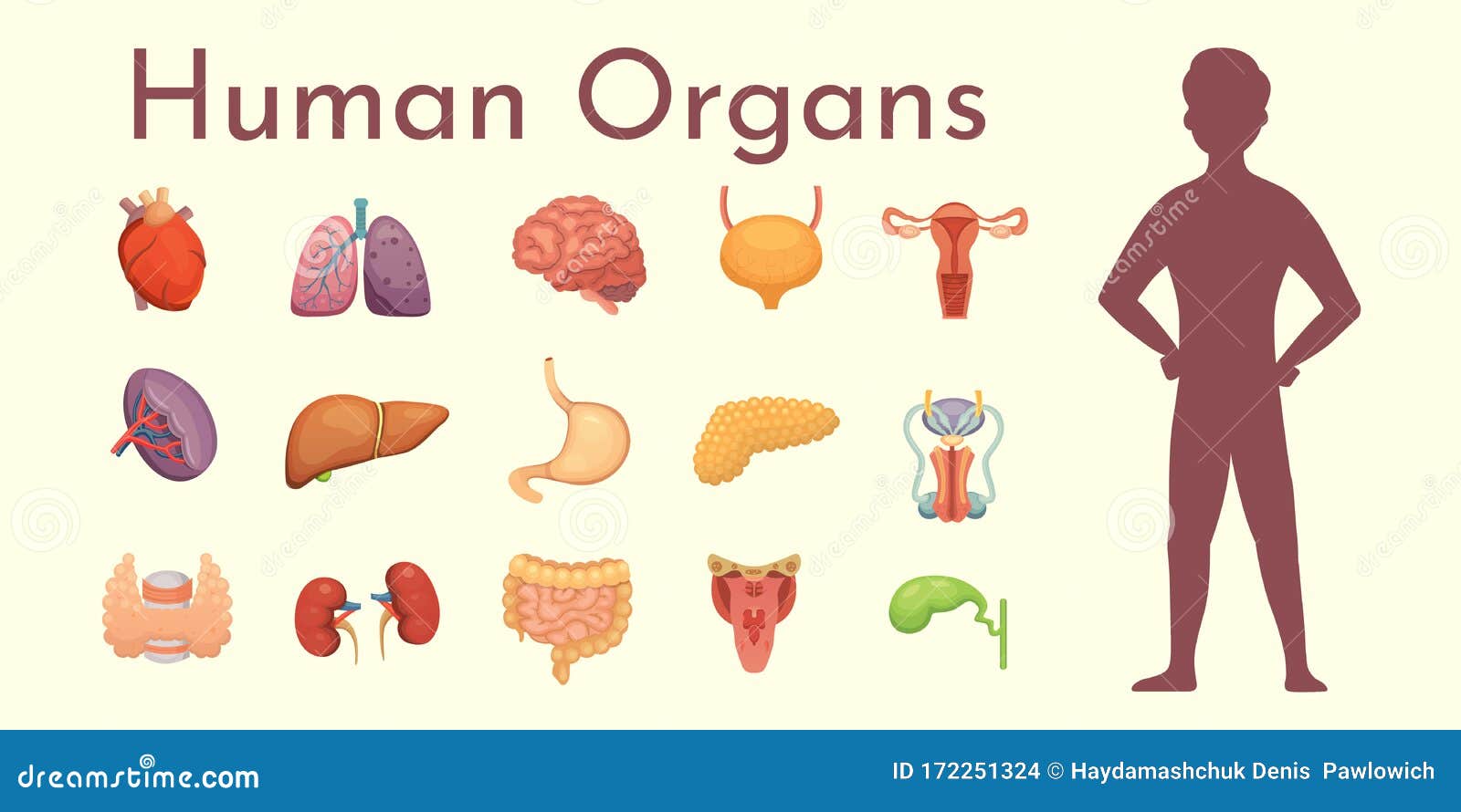 Vector Internal Organs Collection in Cartoon Style. Anatomy of Human Body Stock Vector - Illustration of digestive, health: 172251324 Vector Internal Organs Collection in Cartoon Style. Anatomy of Human Body Stock Vector - Illustration of digestive, health: 172251324