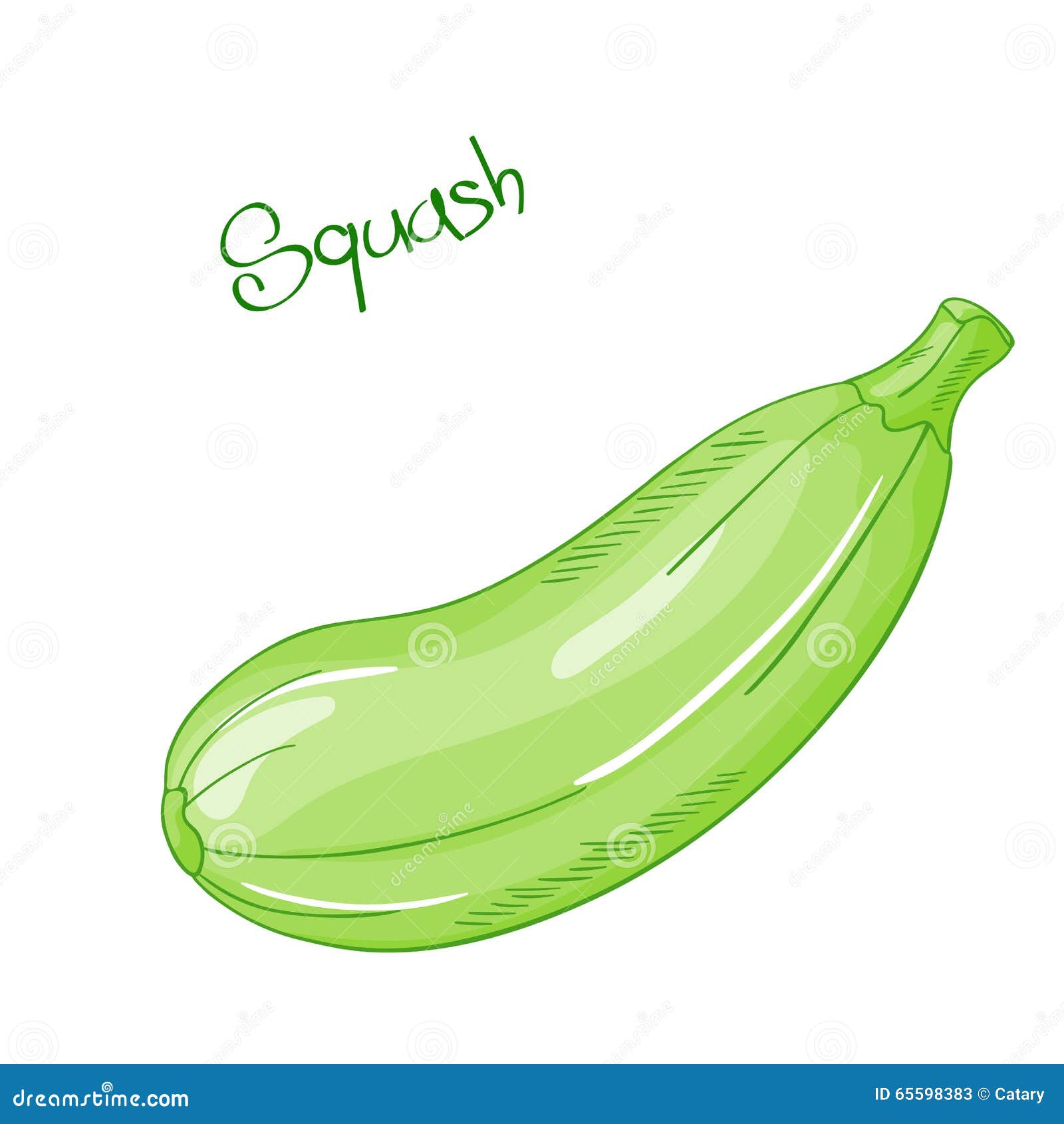 Vector Isolated Cartoon Fresh Hand Drawn Squash. Stock Vector Image