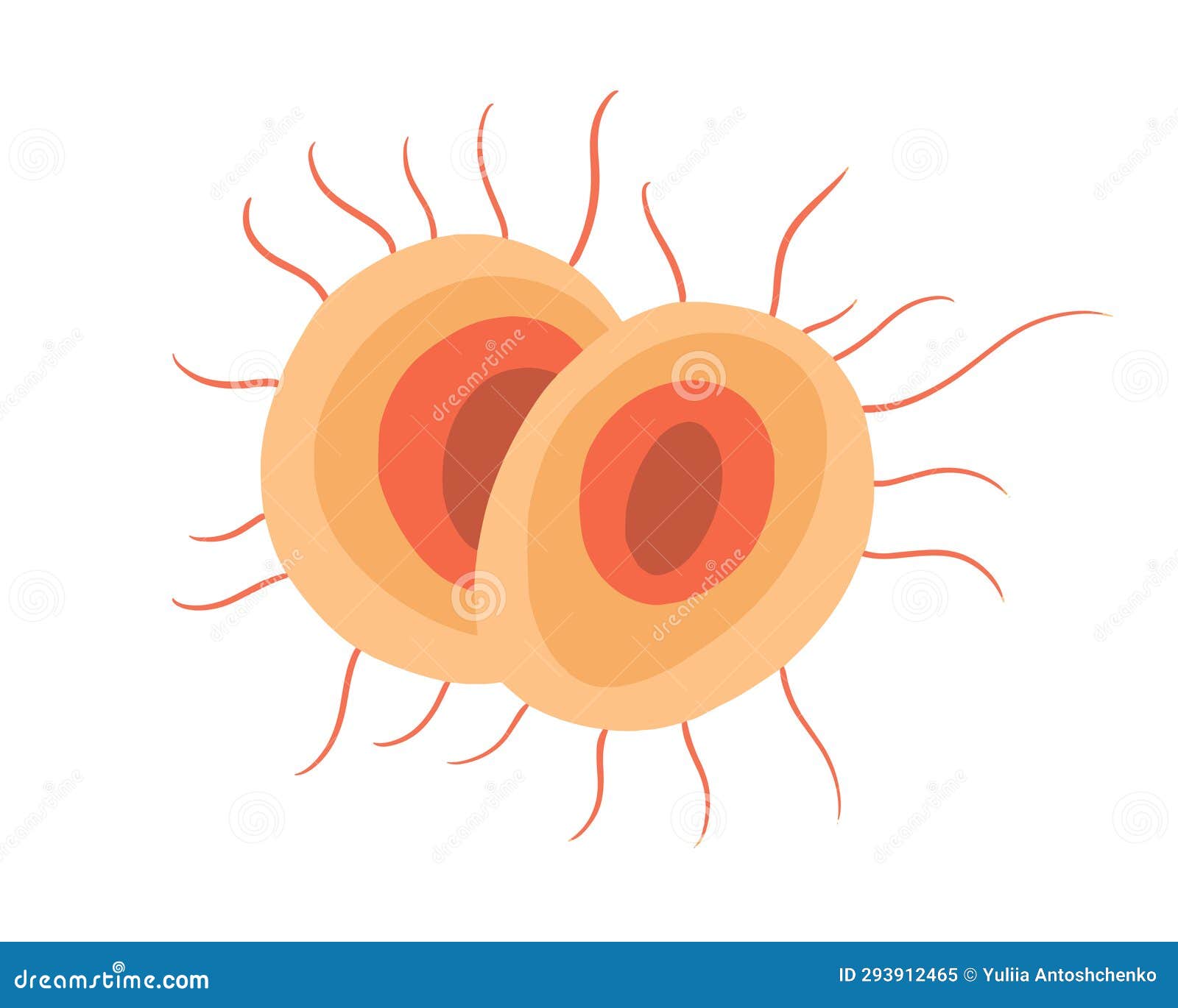 Vector Isolated Illustration of Gonorrhea Pathogen Under a Microscope