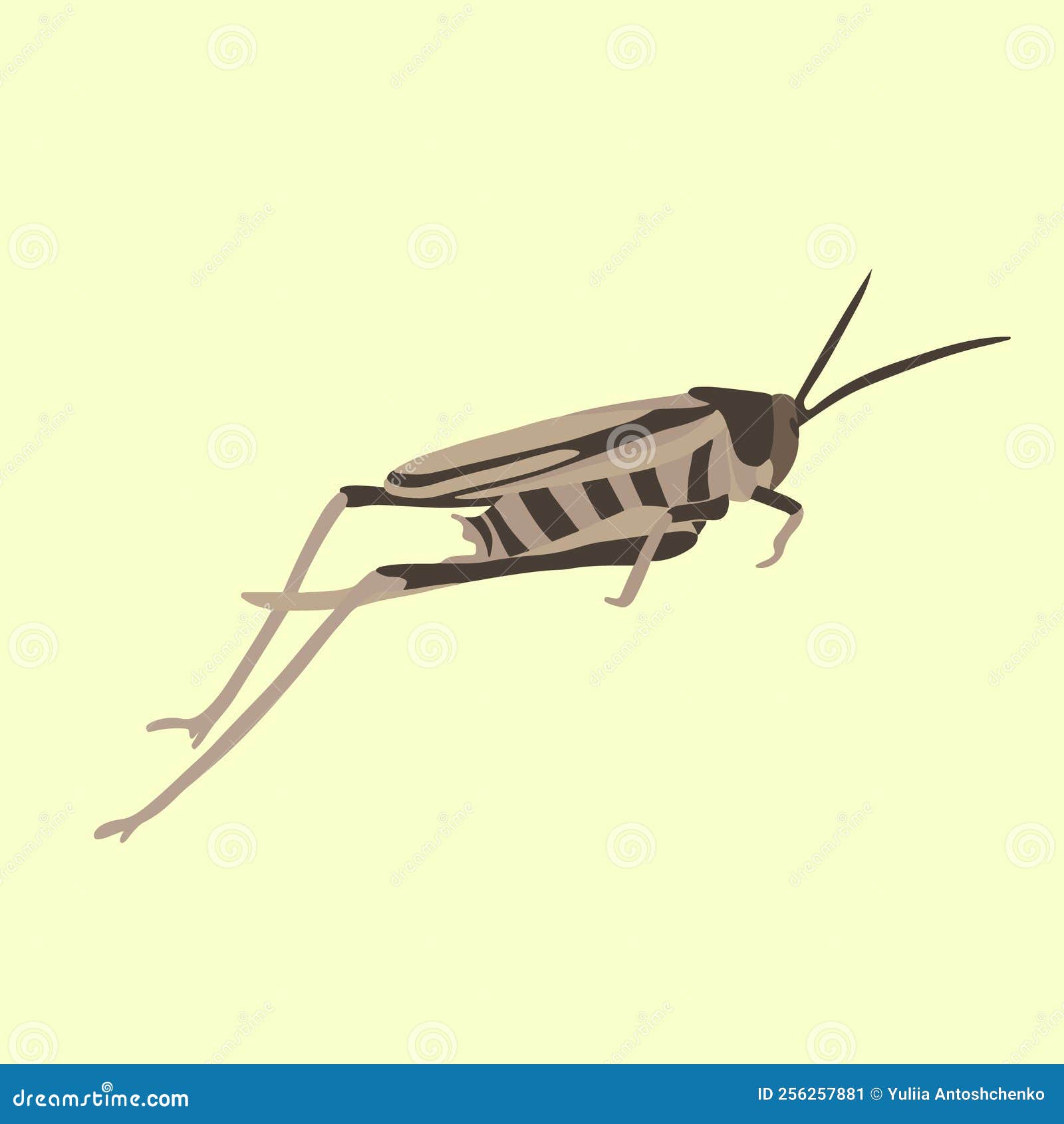   of a grasshopper .