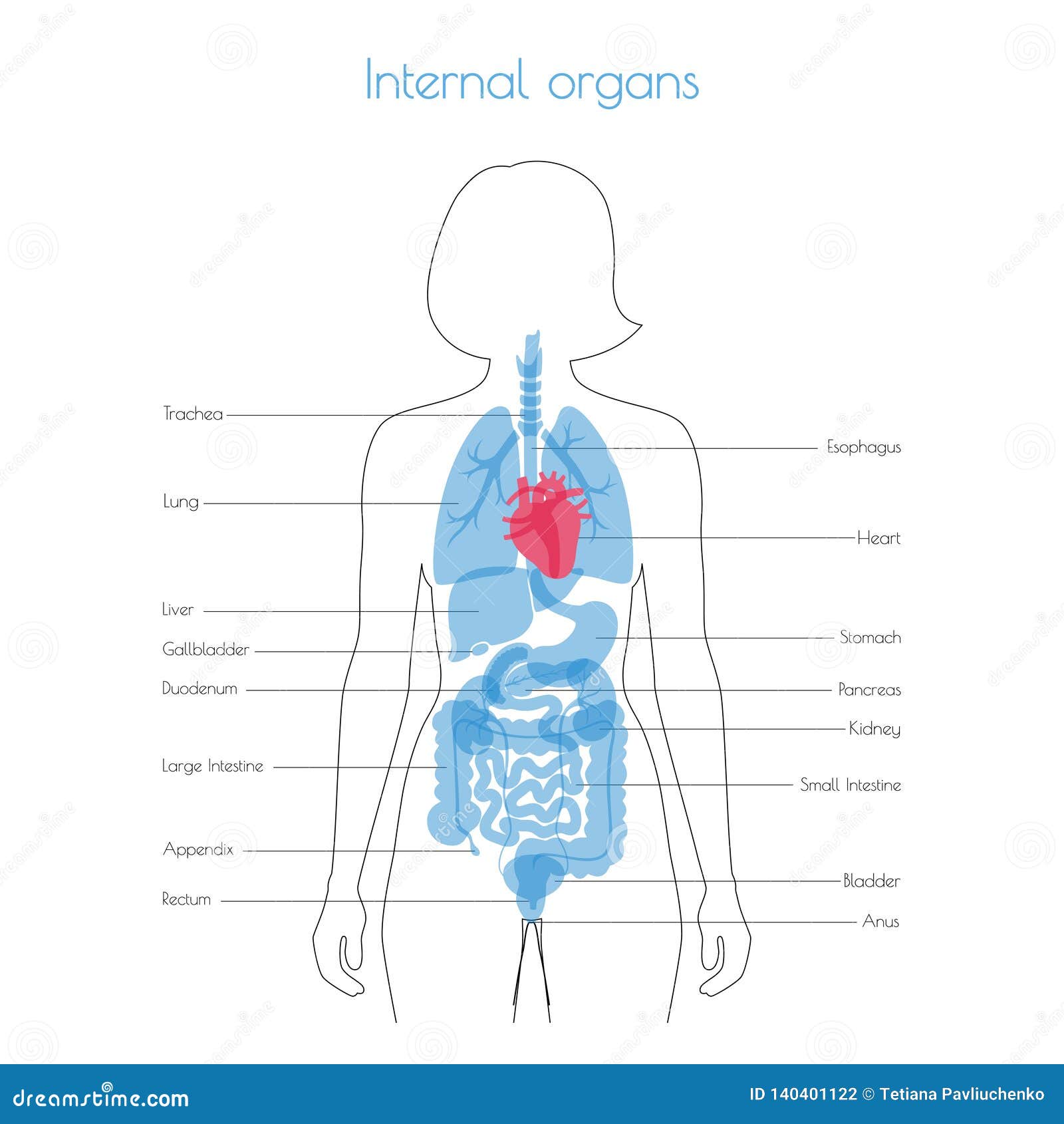 Human Internal Organs Vector Stock Vector - Illustration of isolated ...