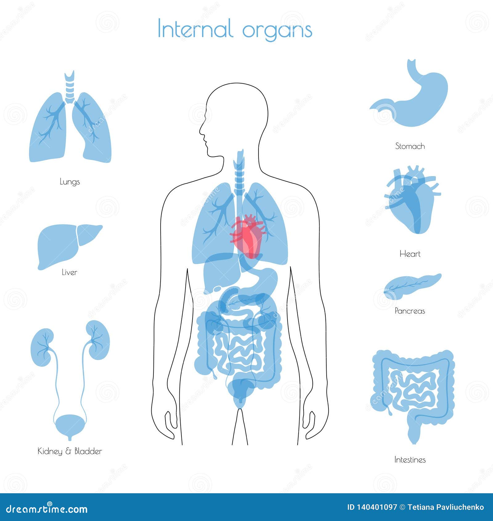 Human Internal Organs Vector Stock Vector Illustration Of Human Diagram 140401097
