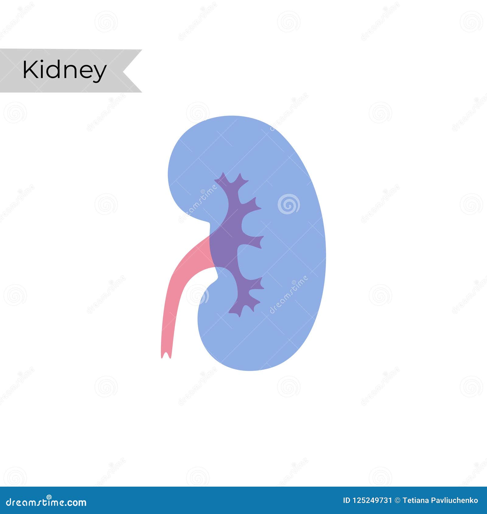 Vector Isolated Illustration of Kidney Stock Vector - Illustration of ...