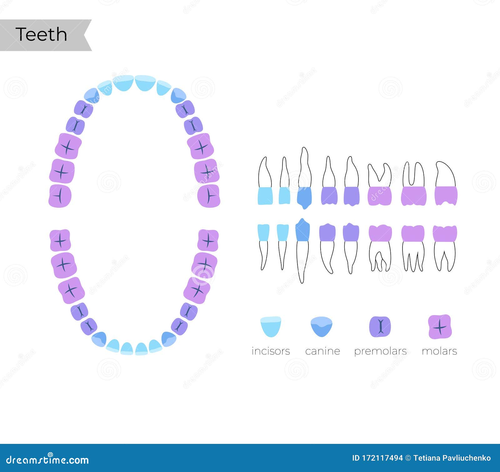 Permanent Upper Central Incisor Tooth. 3D Illustration Of The Anatomy