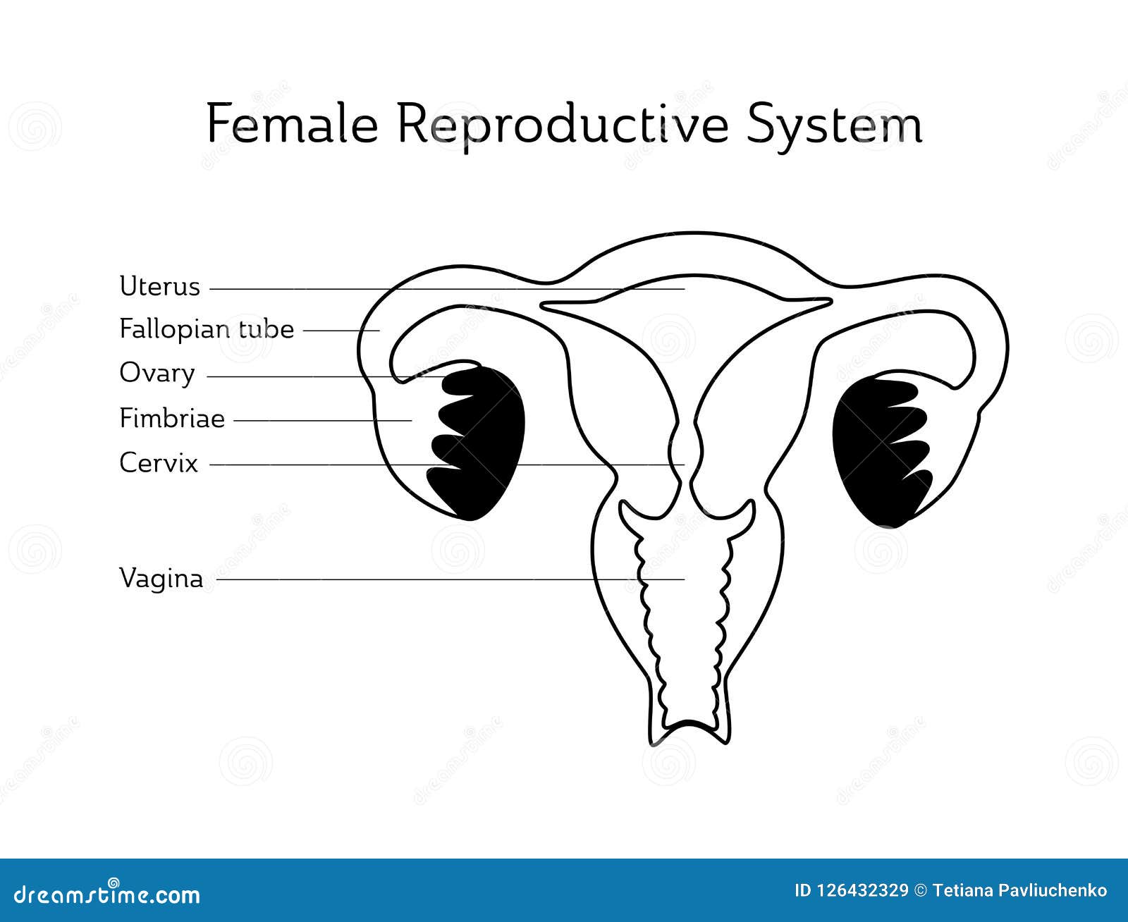 Uterus Diagram Black And White