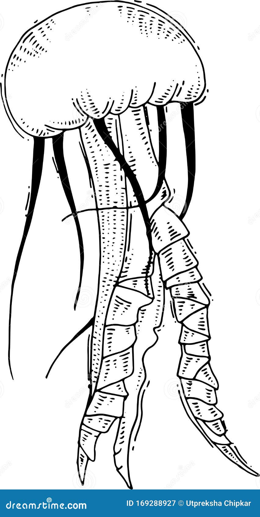 Vector Jellyfish Hand Drawing Stock Vector Illustration of line