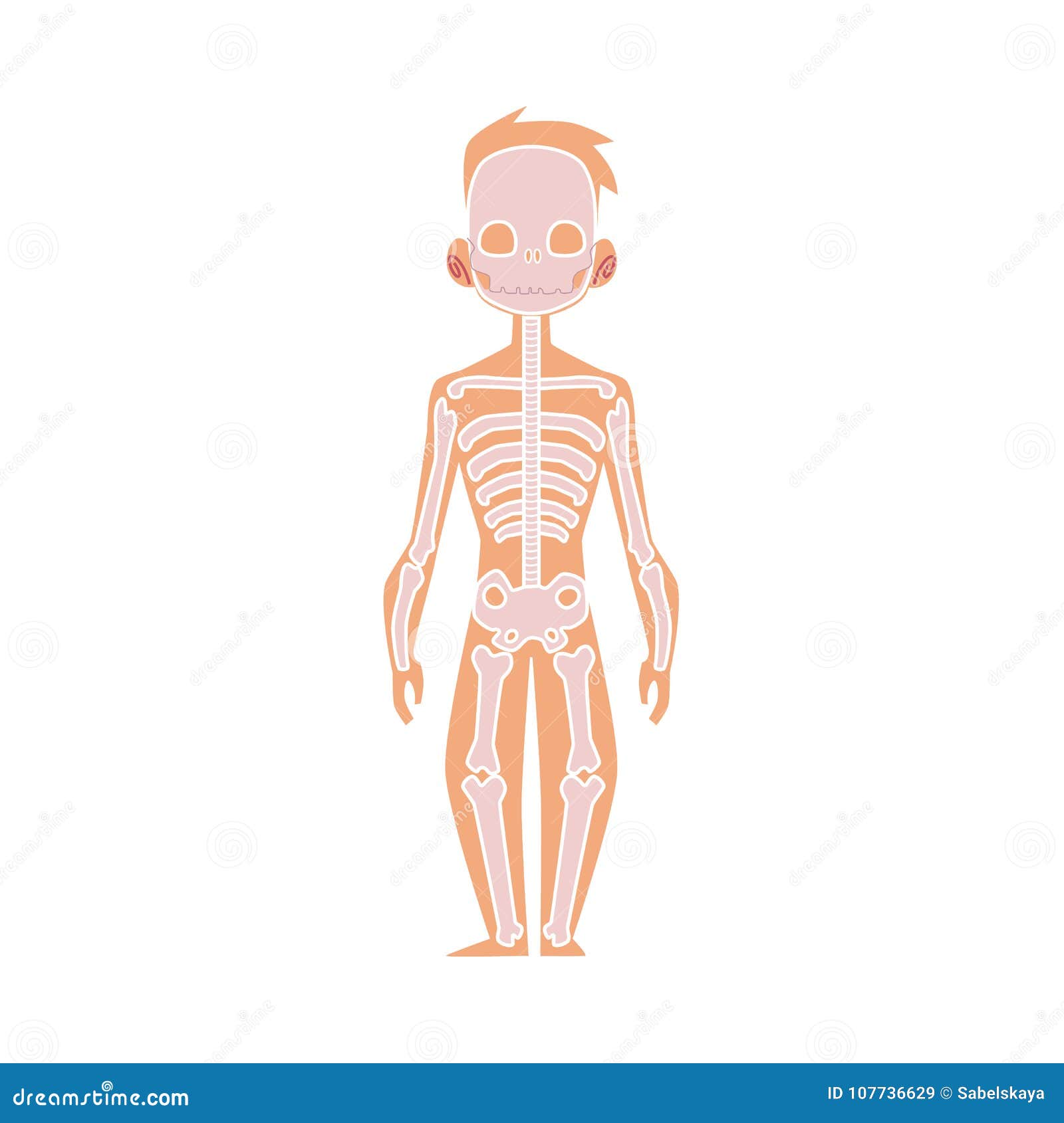 Vector L Anatomia Piana Del Corpo Umano Della Struttura Scheletro Illustrazione Vettoriale Illustrazione Di Base Braccio