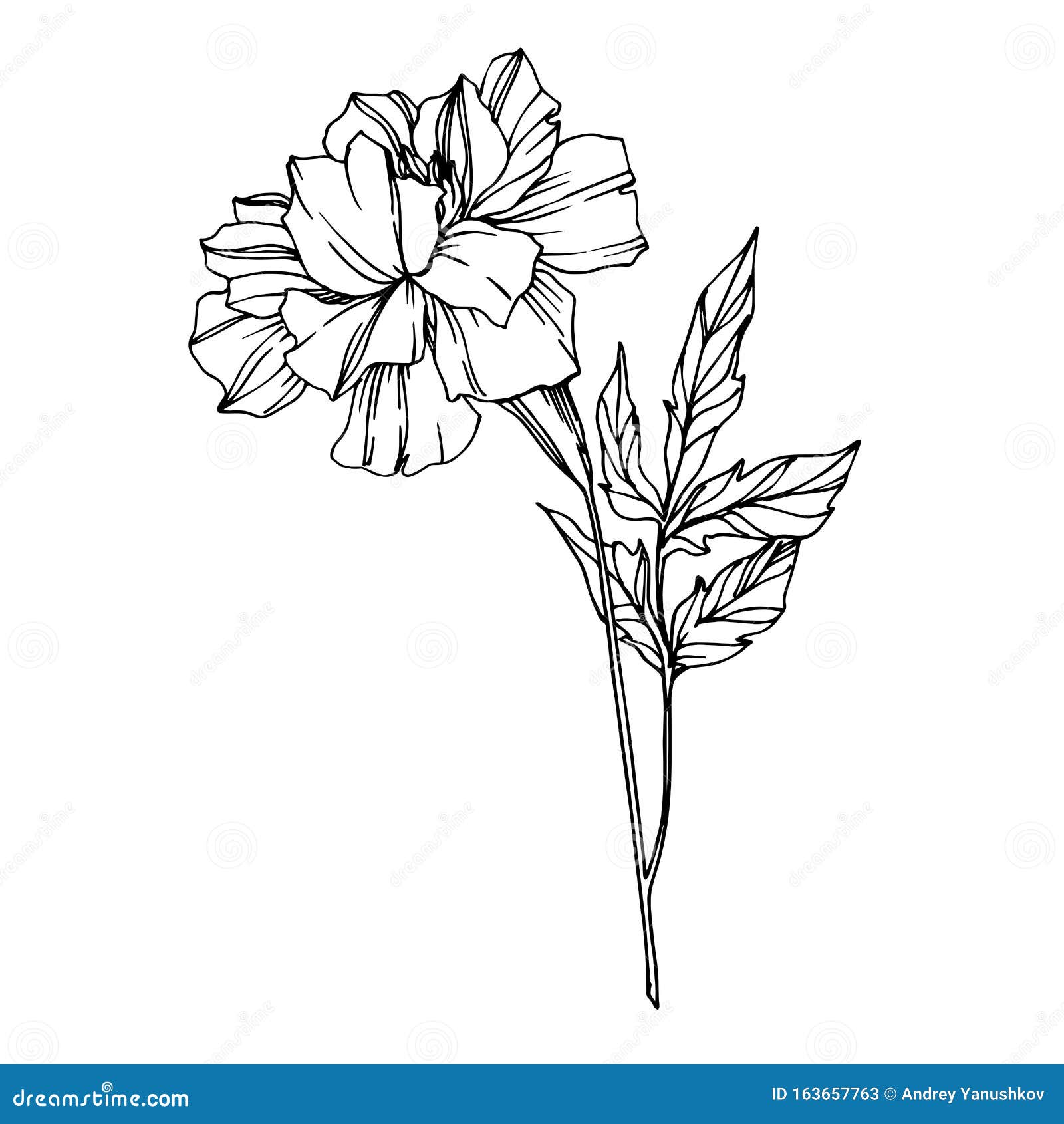 Vector Marigold Floral Botanical Flowers. Black and White Engraved Ink ...