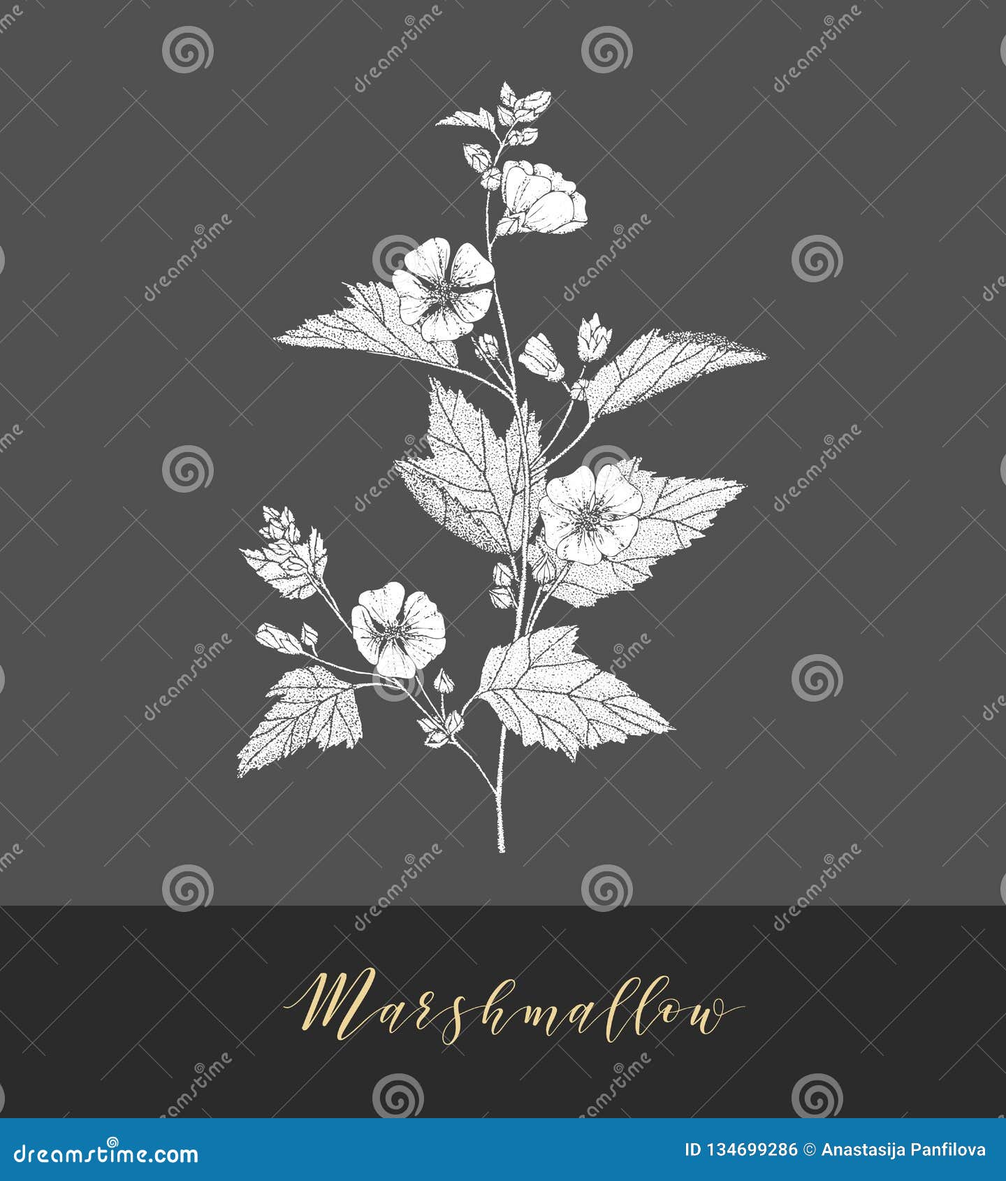 Vector marshmallow plant. stock vector. Illustration of healthy 134699286